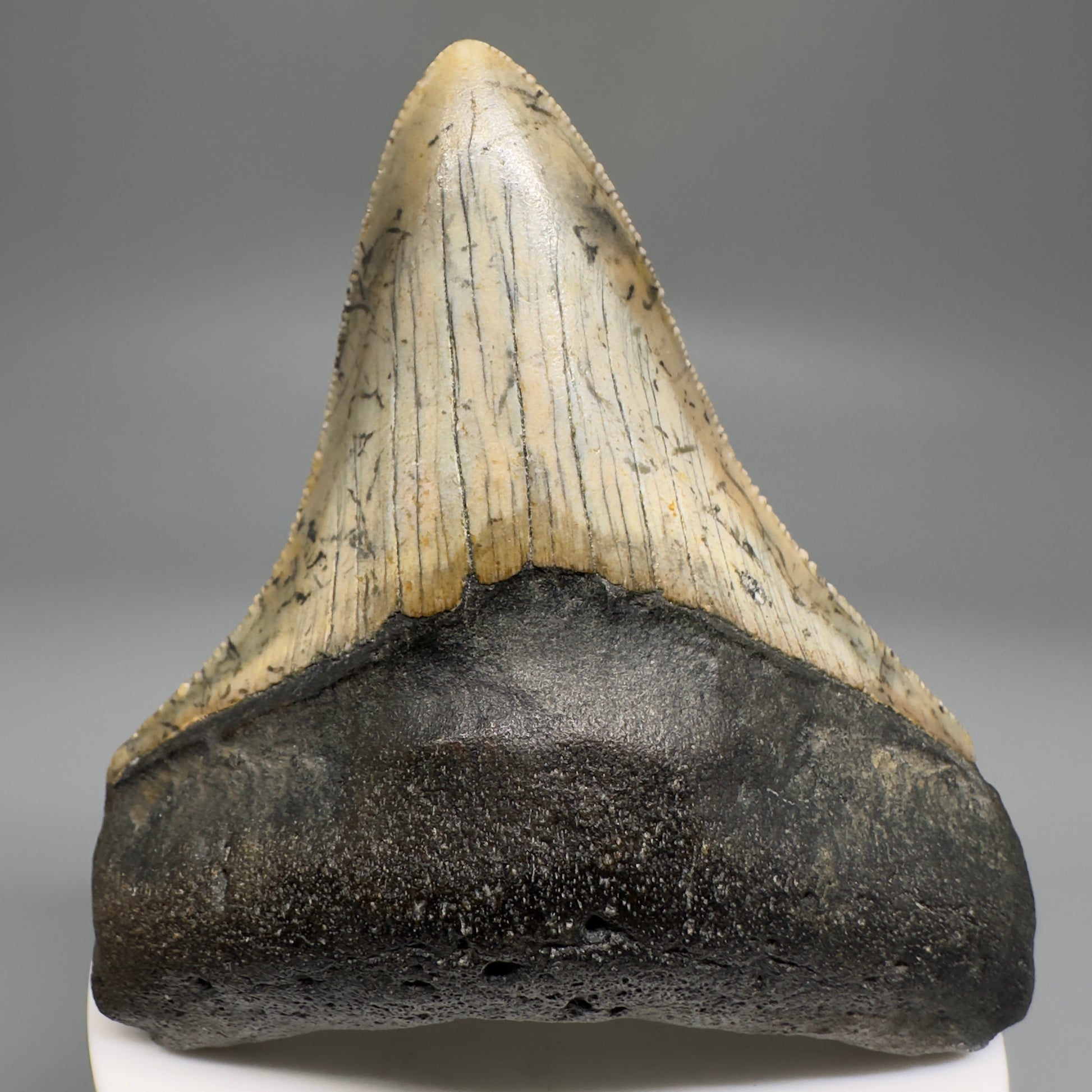 Beautiful Prints Serrated 3.17" Real Megalodon Tooth from North Carolina CM5188 - Front