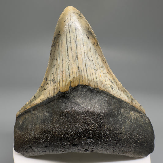 Beautiful Prints Serrated 3.17" Real Megalodon Tooth from North Carolina CM5188 - Front