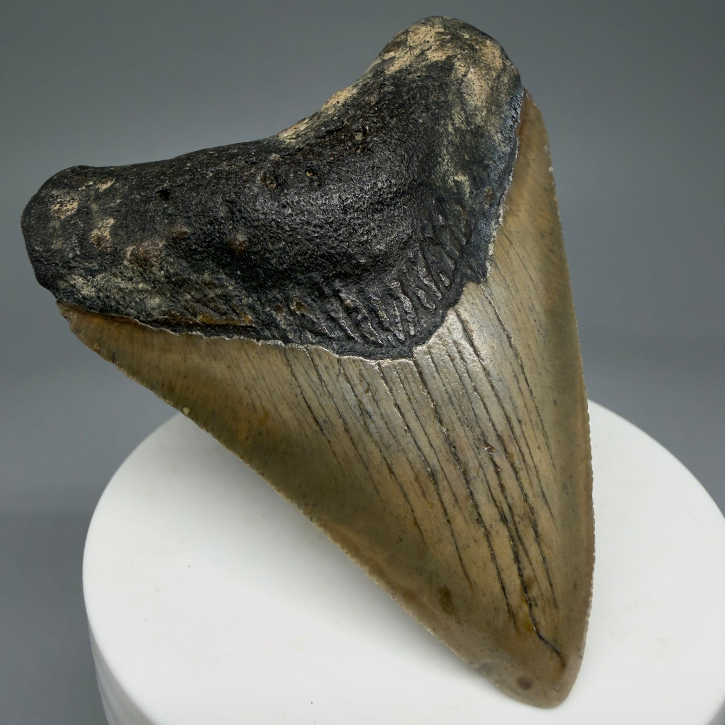 Front Left View 2.84" Fossil Megalodon Tooth - Authentic Carcharocles megalodon Fossil from North Carolina CM5941