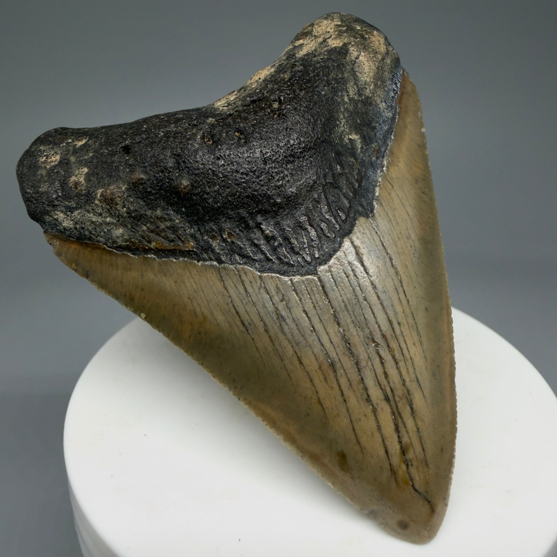 Front Left View 2.84" Fossil Megalodon Tooth - Authentic Carcharocles megalodon Fossil from North Carolina CM5941