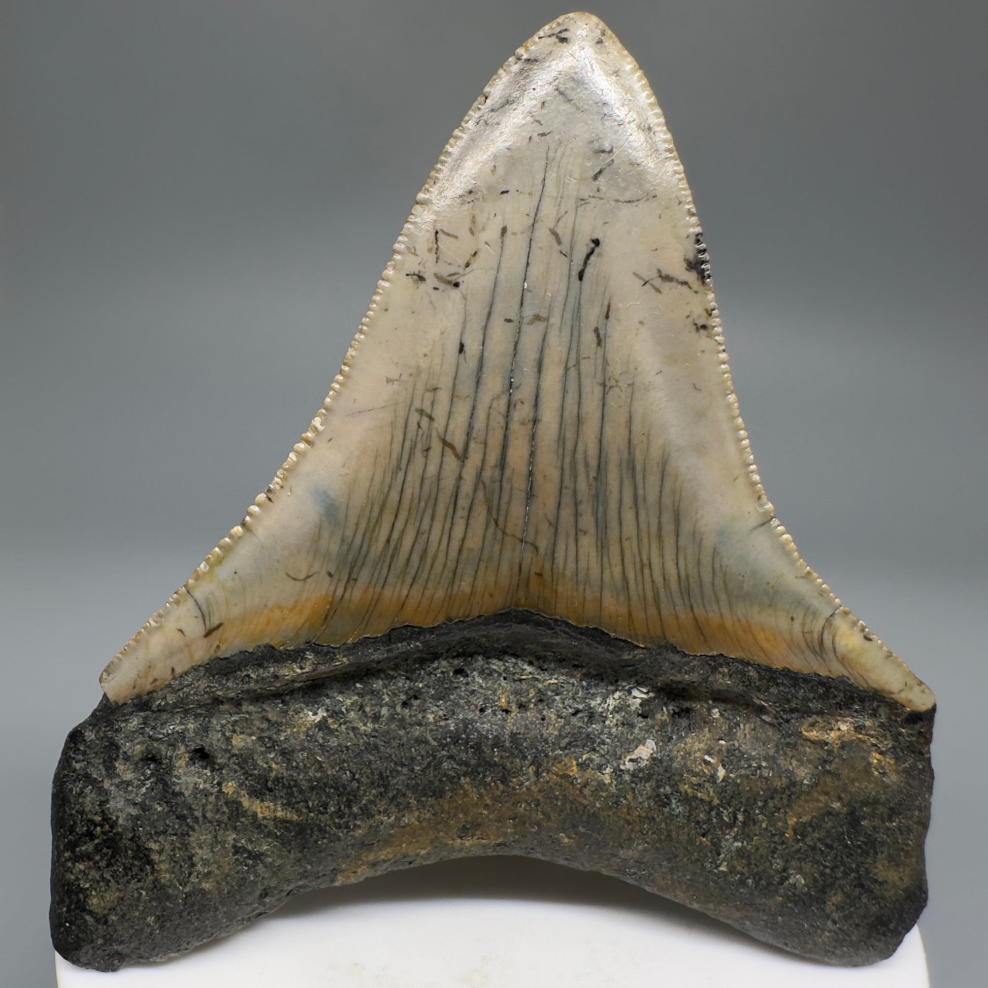 Beautiful Prints Serrated 3.17" Real Megalodon Tooth from North Carolina CM5188 - Back 