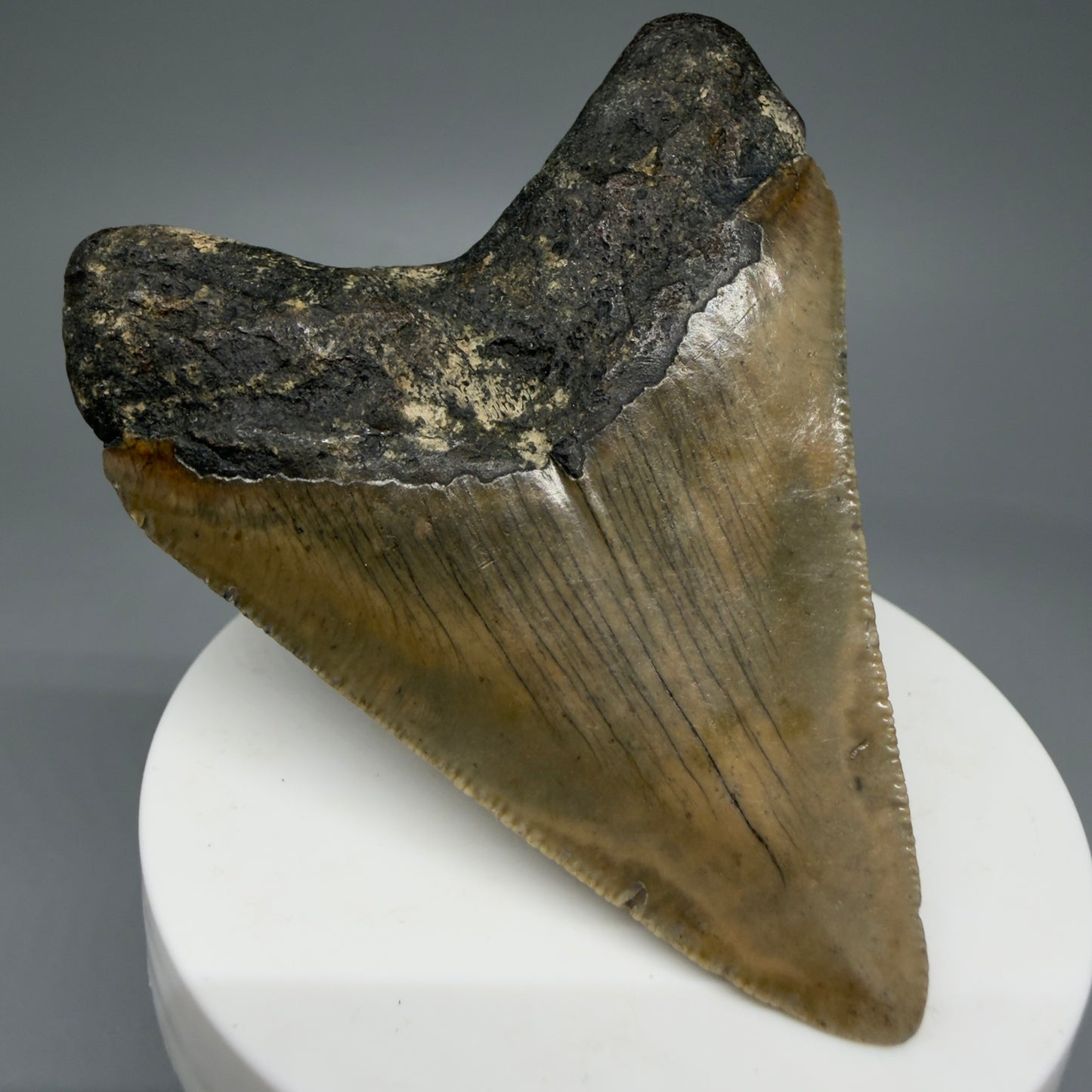 Back Left View 2.84" Fossil Megalodon Tooth - Authentic Carcharocles megalodon Fossil from North Carolina CM5941
