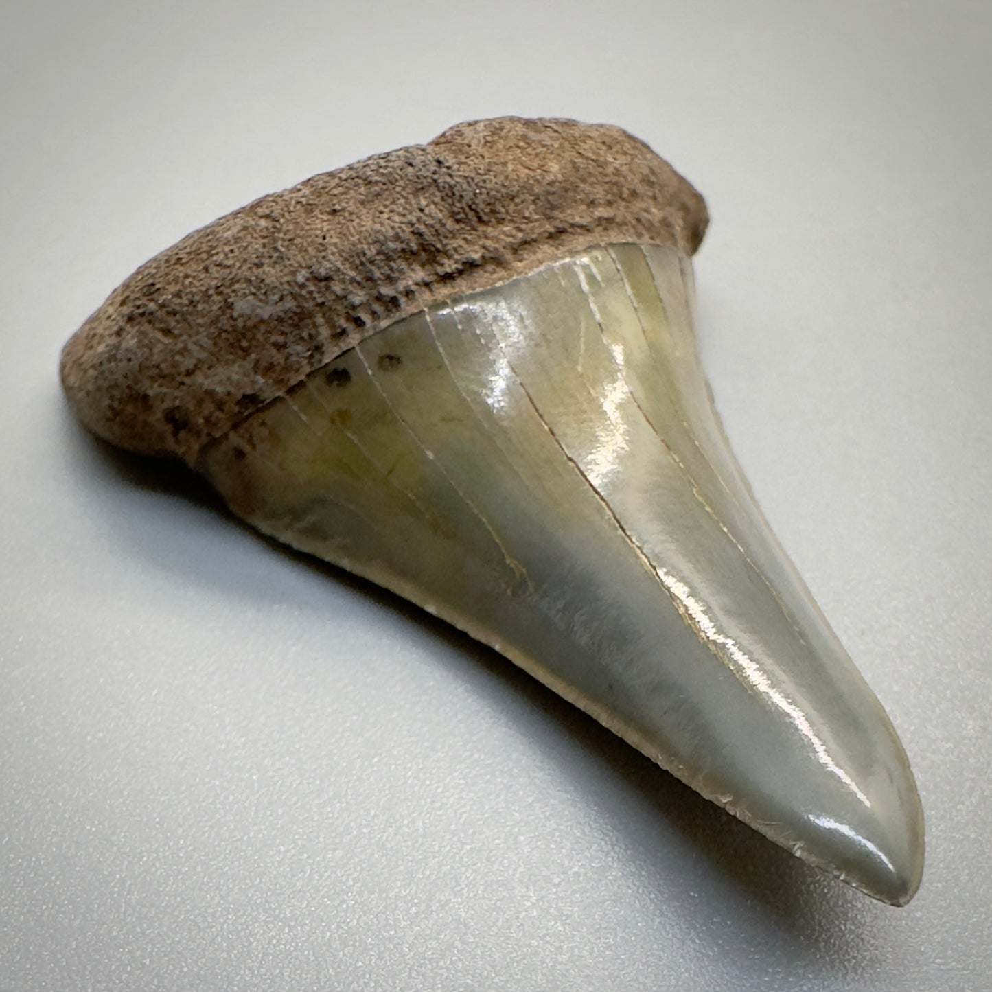 1.96 inches colorful Extinct Mako - isurus hastalis shark tooth from southeast, USA M510 front left