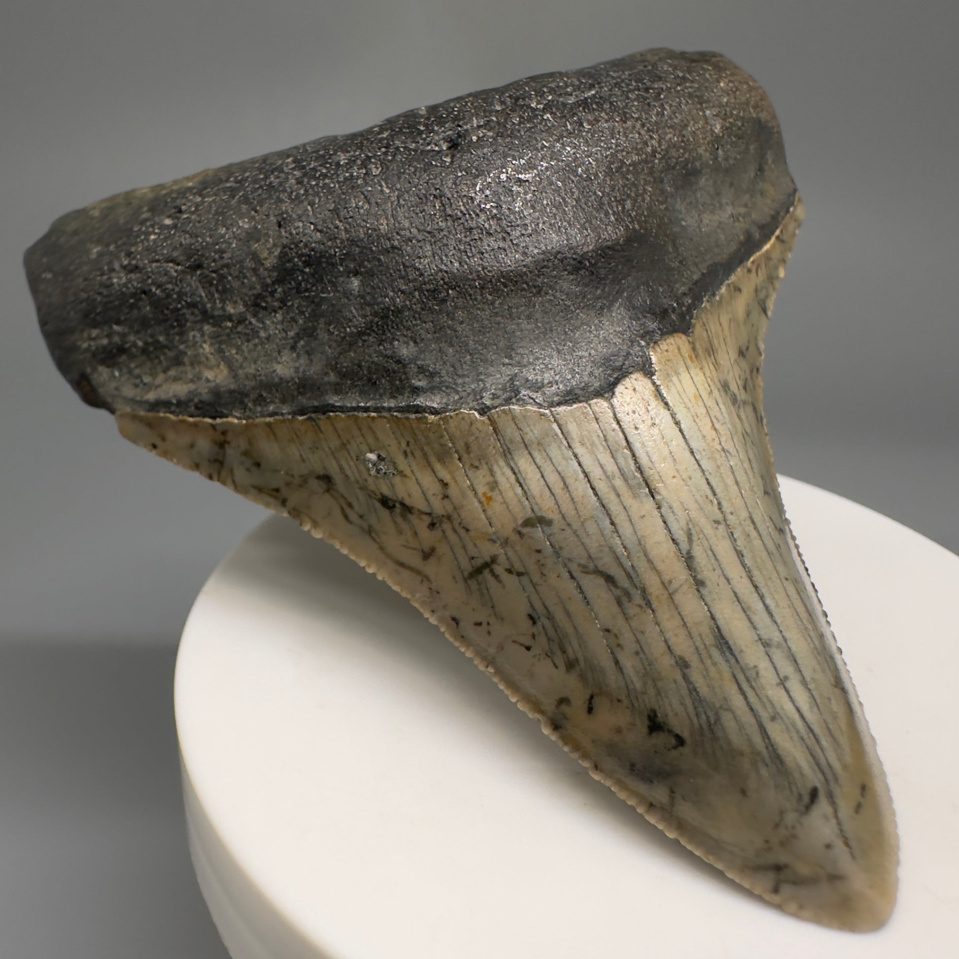 Beautiful Prints Serrated 3.17" Real Megalodon Tooth from North Carolina CM5188 - Front Left