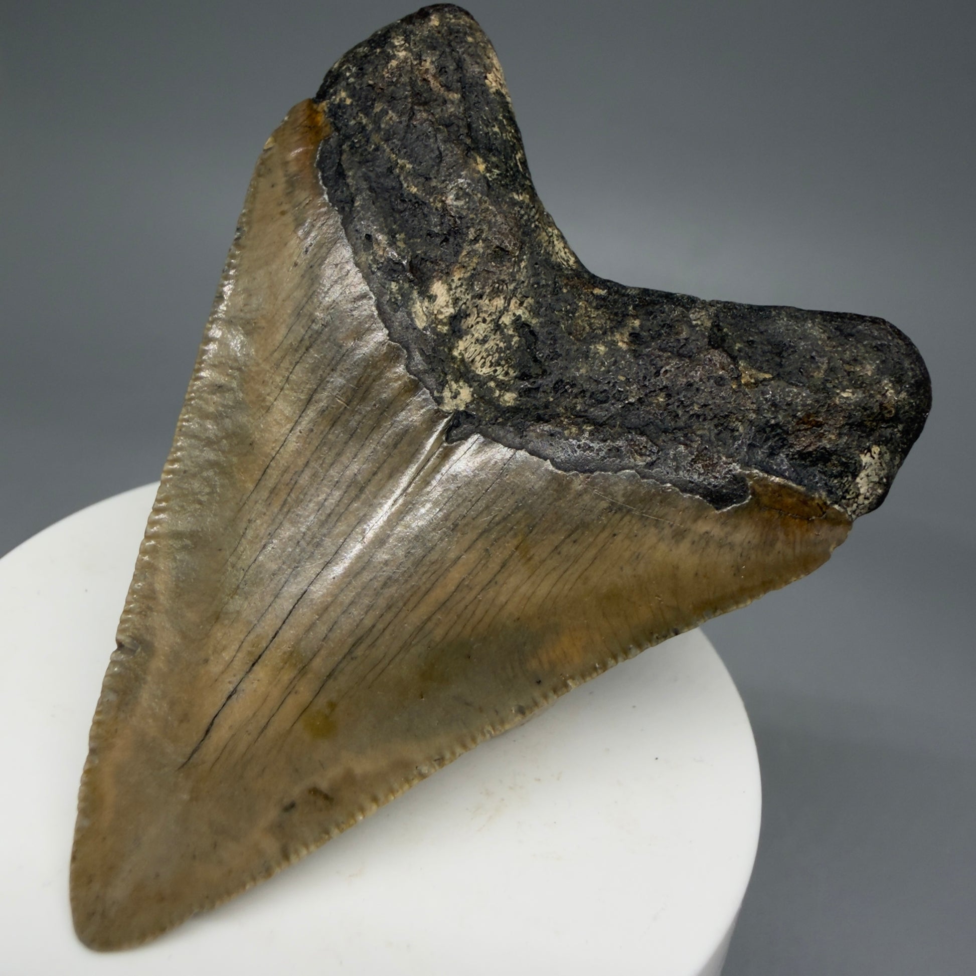 Back Right View 2.84" Fossil Megalodon Tooth - Authentic Carcharocles megalodon Fossil from North Carolina CM5941