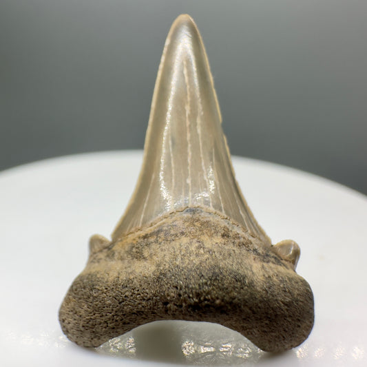 1.11" Fossil Extinct Mackerel Shark tooth - Otodus obliquus - Charles Co., TX R548 - Front