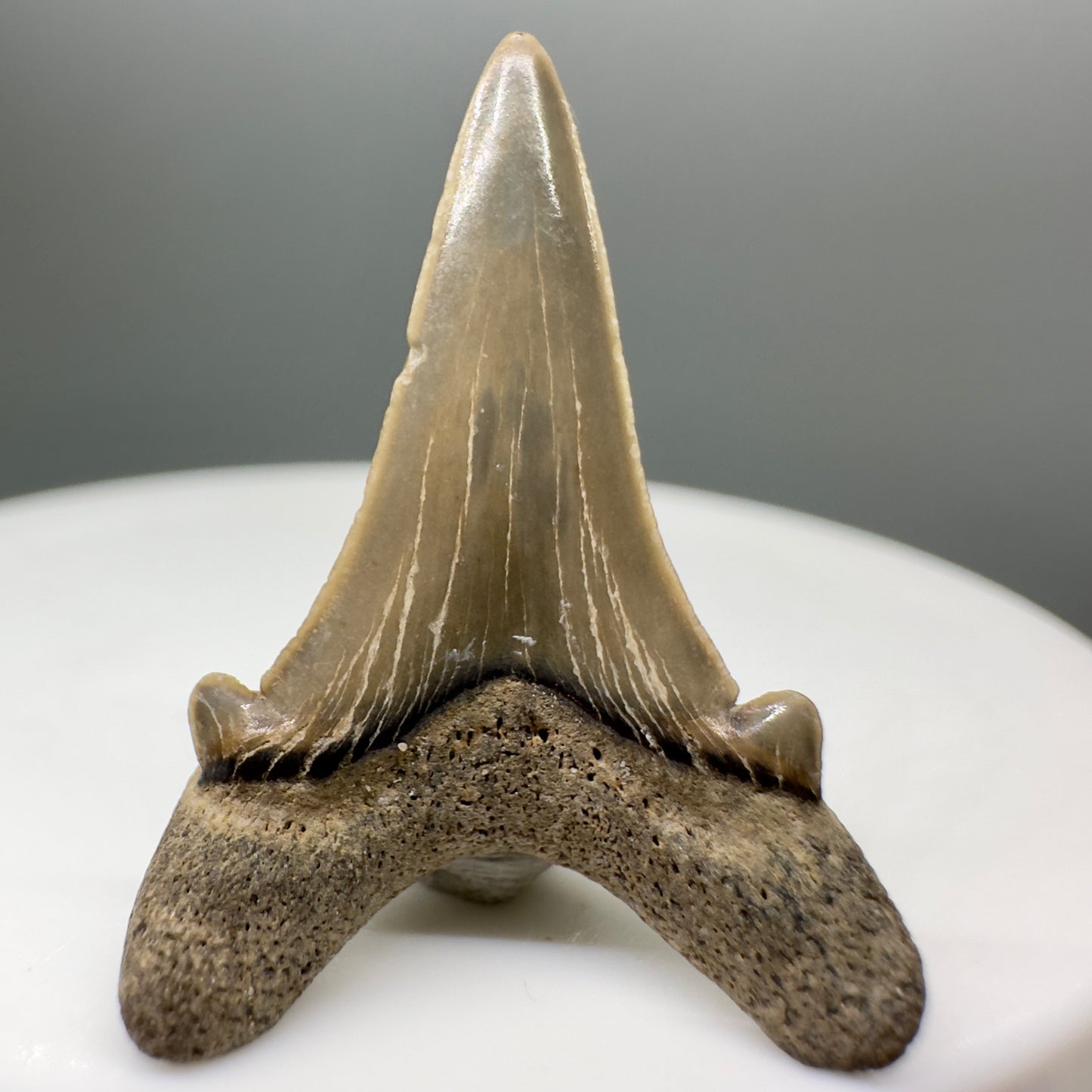 1.11" Fossil Extinct Mackerel Shark tooth - Otodus obliquus - Charles Co., TX R548 - Back