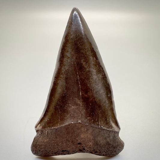 2.42 inches brown/red Extinct Mako - isurus hastalis shark tooth from southeast, USA M509 front