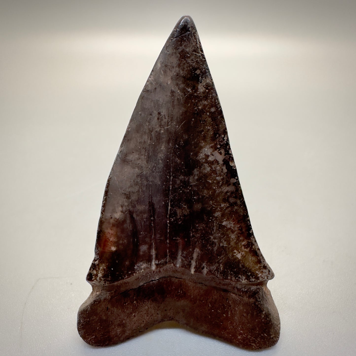 2.42 inches brown/red Extinct Mako - isurus hastalis shark tooth from southeast, USA M509 back