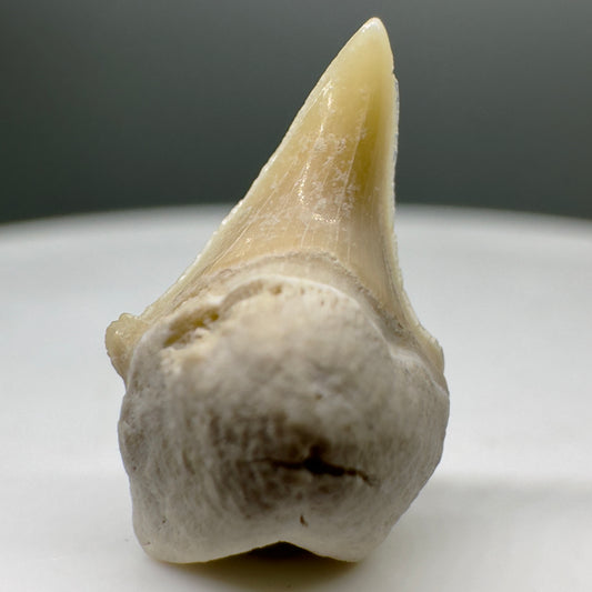 0.60" Fossil Extinct Mackerel Shark tooth - Otodus obliquus - Morocco R544 - Front