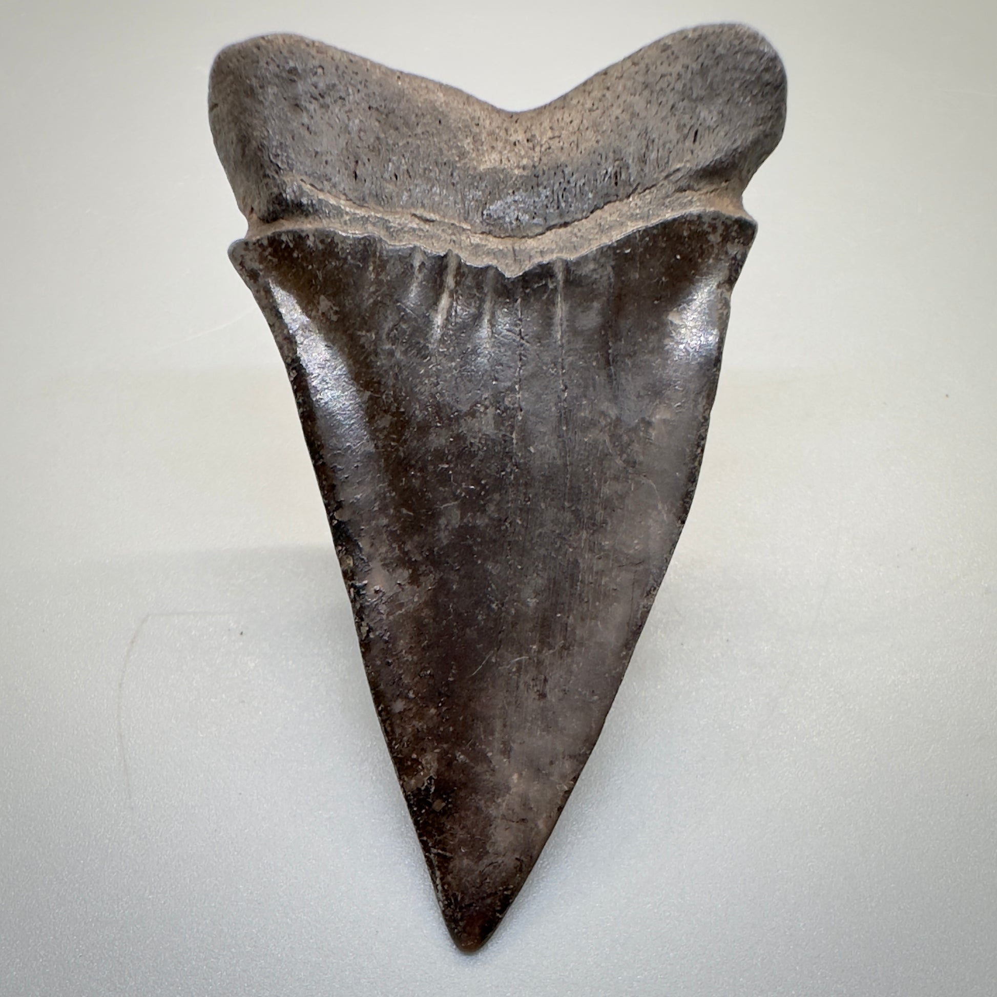 2.42 inches brown/red Extinct Mako - isurus hastalis shark tooth from southeast, USA M509 back down