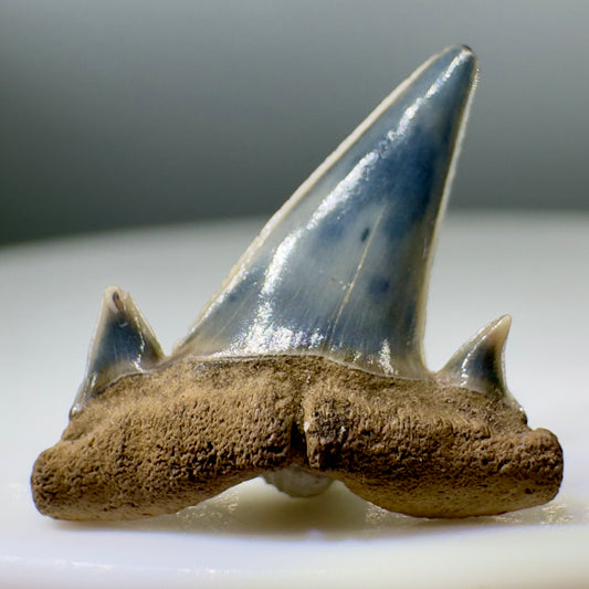 Beautiful 0.62" Fossil Extinct Mackerel Shark tooth - Summerville, SC R556 - Front