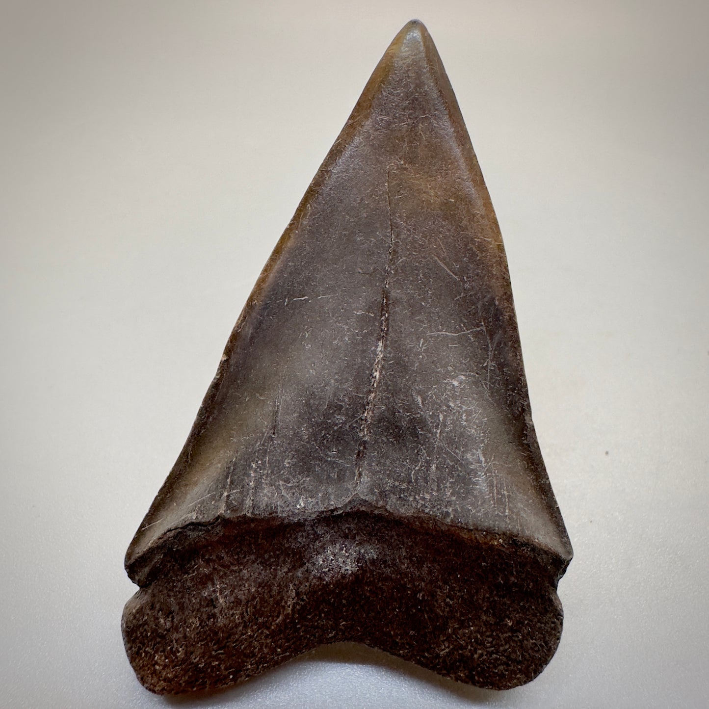 2.38 inches brown/red Extinct Mako - isurus hastalis shark tooth from southeast, USA M508 back