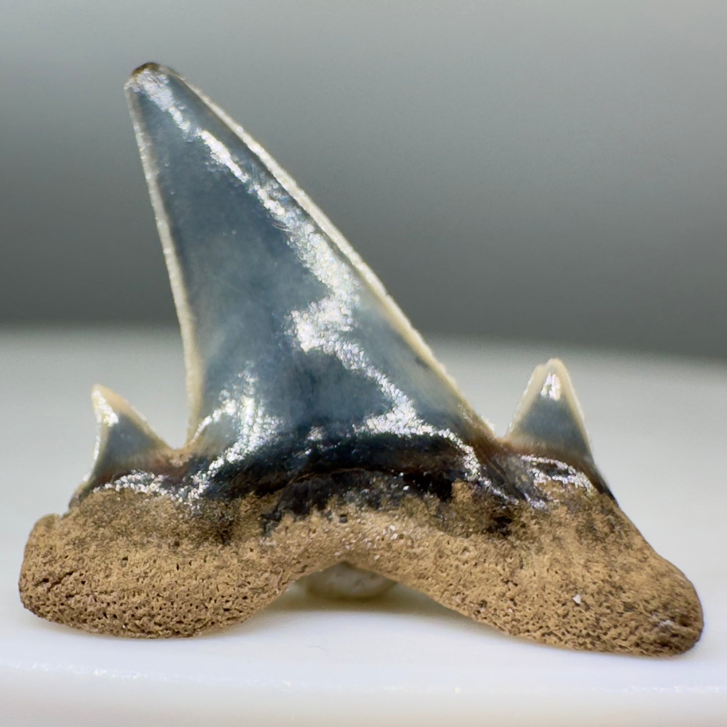 Beautiful 0.62" Fossil Extinct Mackerel Shark tooth - Summerville, SC R556 - Back