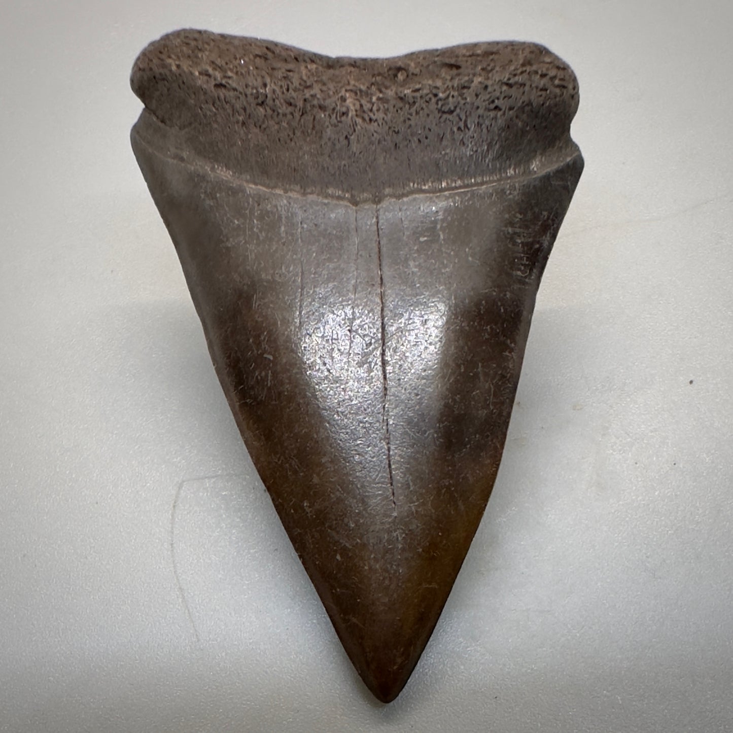 2.38 inches brown/red Extinct Mako - isurus hastalis shark tooth from southeast, USA M508 front down