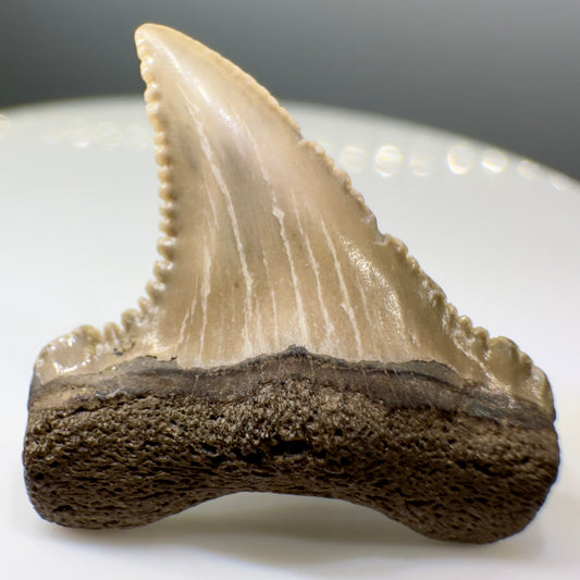 Rare quality 0.94" Fossil Paleocarcharodon orientalis shark tooth , MD R549 - Front
