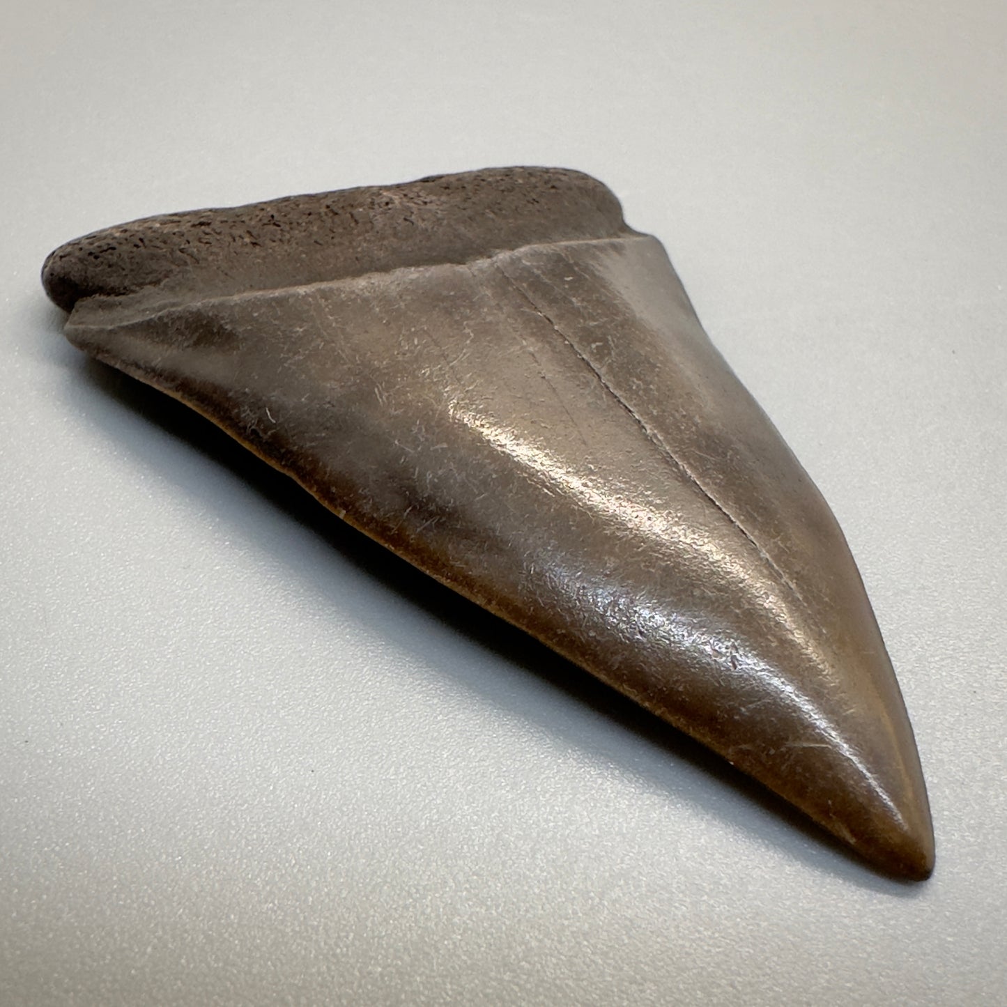 2.38 inches brown/red Extinct Mako - isurus hastalis shark tooth from southeast, USA M508 front left