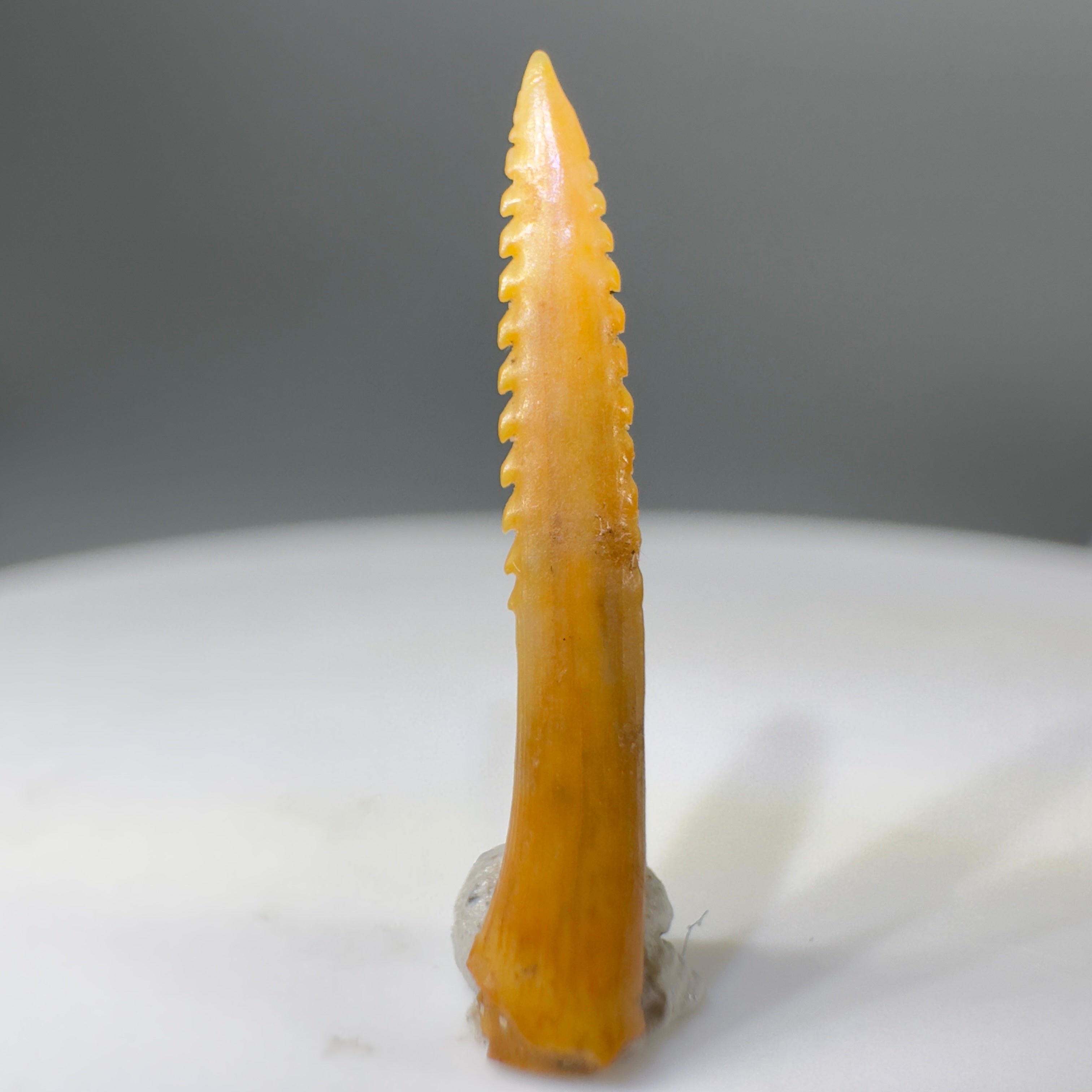 Rare Fossil Shark Teeth Collection - Authentic Specimens – Megalodon Teeth