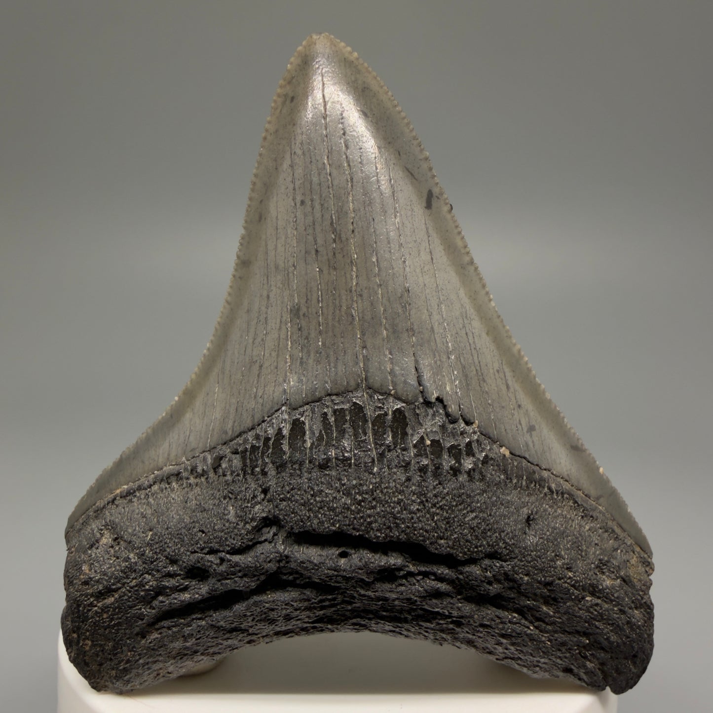 Front View 2.91" Lateral, serrated Fossil Megalodon Tooth – South Carolina River Find | Authentic Megalodon Tooth CM5504 - 2