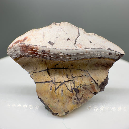 Rare 1.16" Extinct Petalodont Shark Tooth- Texas - Rare Specimen, 300 million years old R559 - Front