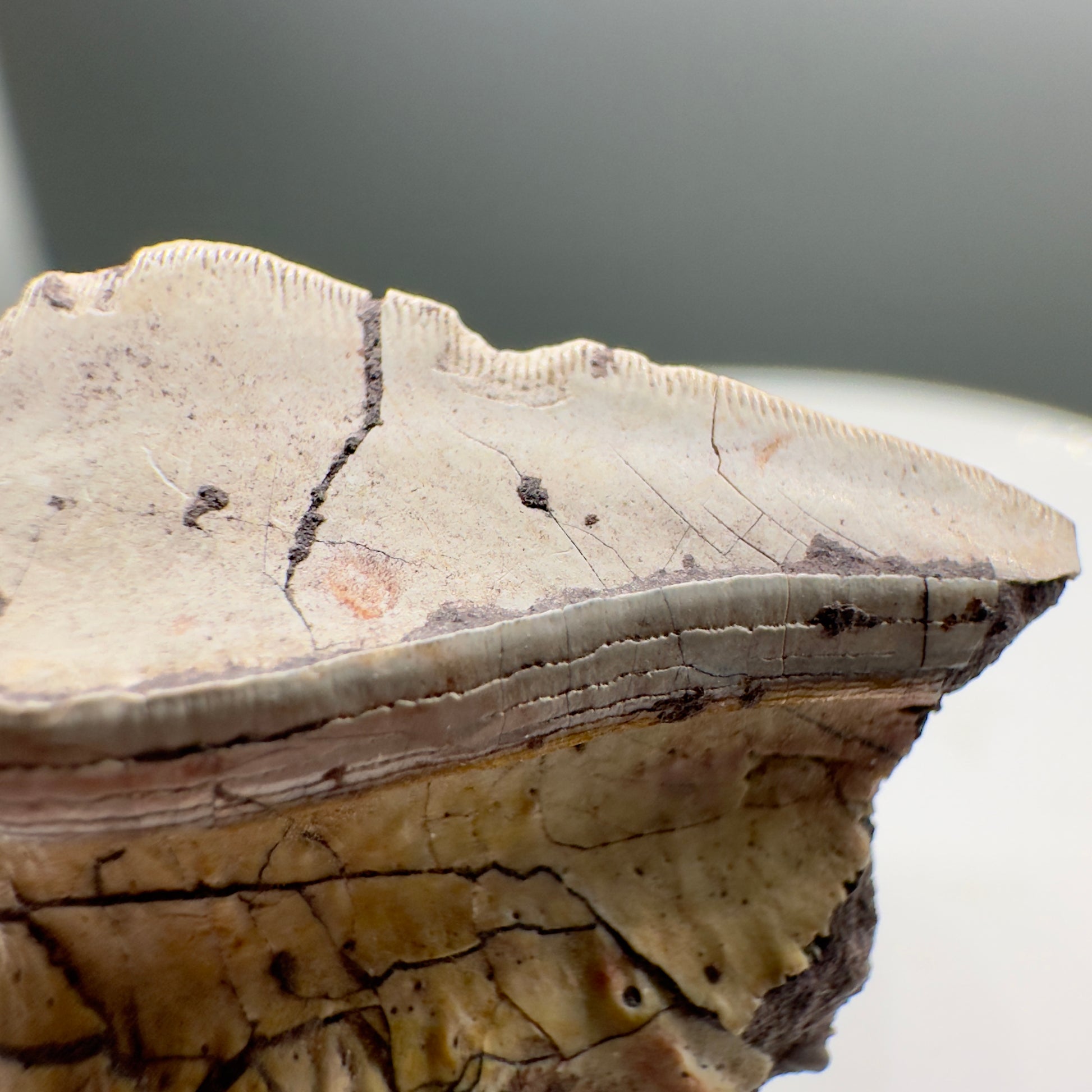Rare 1.16" Extinct Petalodont Shark Tooth- Texas - Rare Specimen, 300 million years old R559 - Details