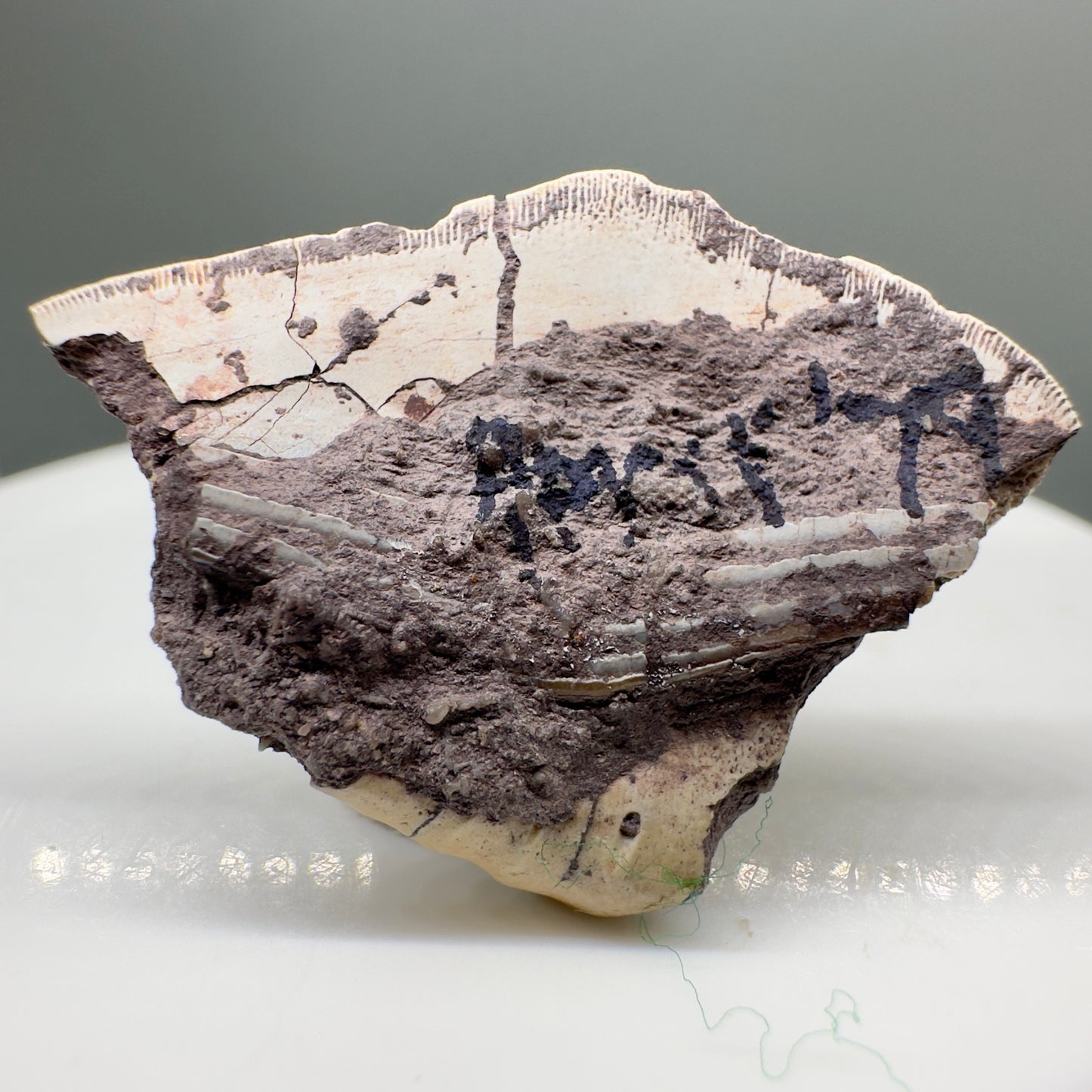 Rare 1.16" Extinct Petalodont Shark Tooth- Texas - Rare Specimen, 300 million years old R559 - Back