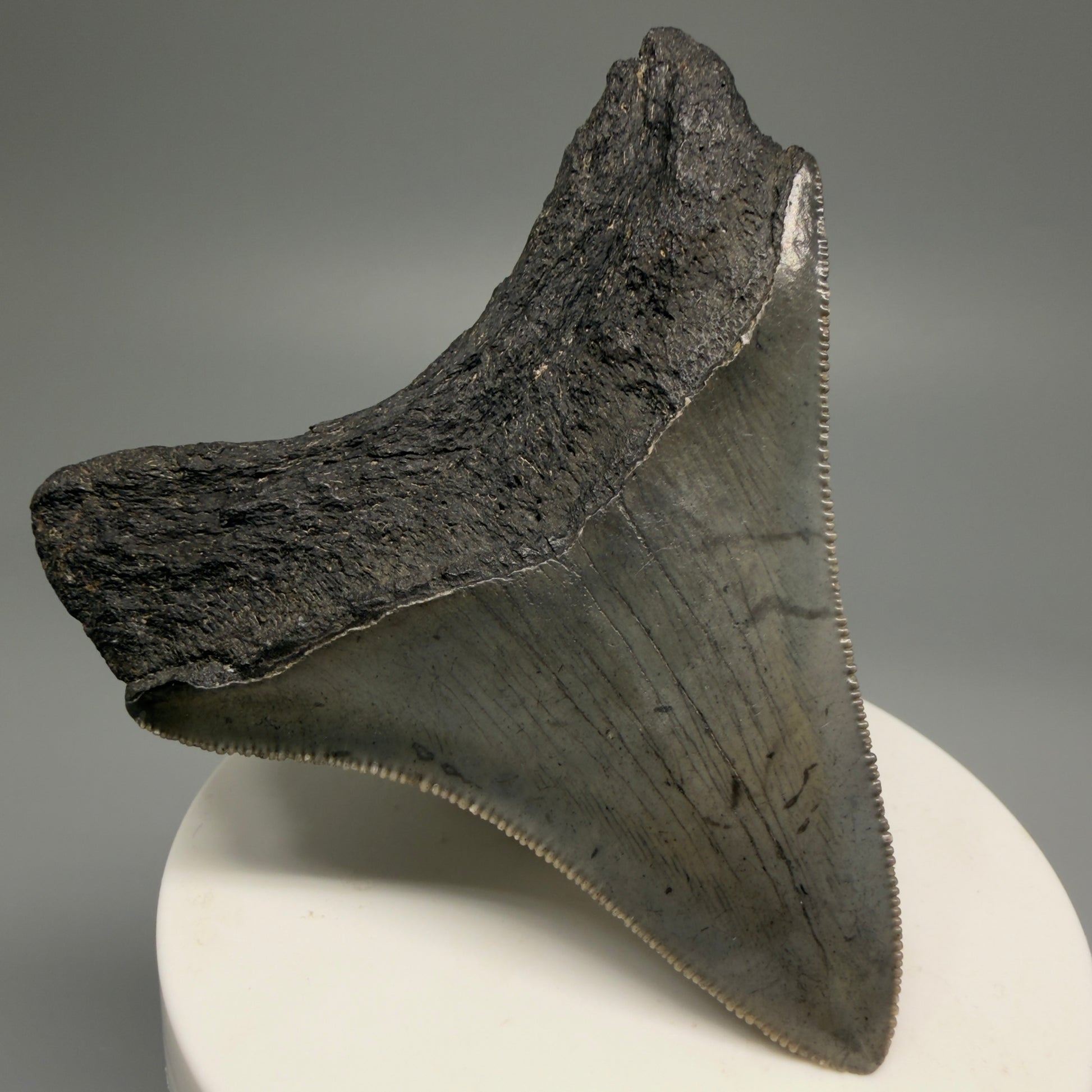 Back Left View 2.91" Lateral, serrated Fossil Megalodon Tooth – South Carolina River Find | Authentic Megalodon Tooth CM5504
