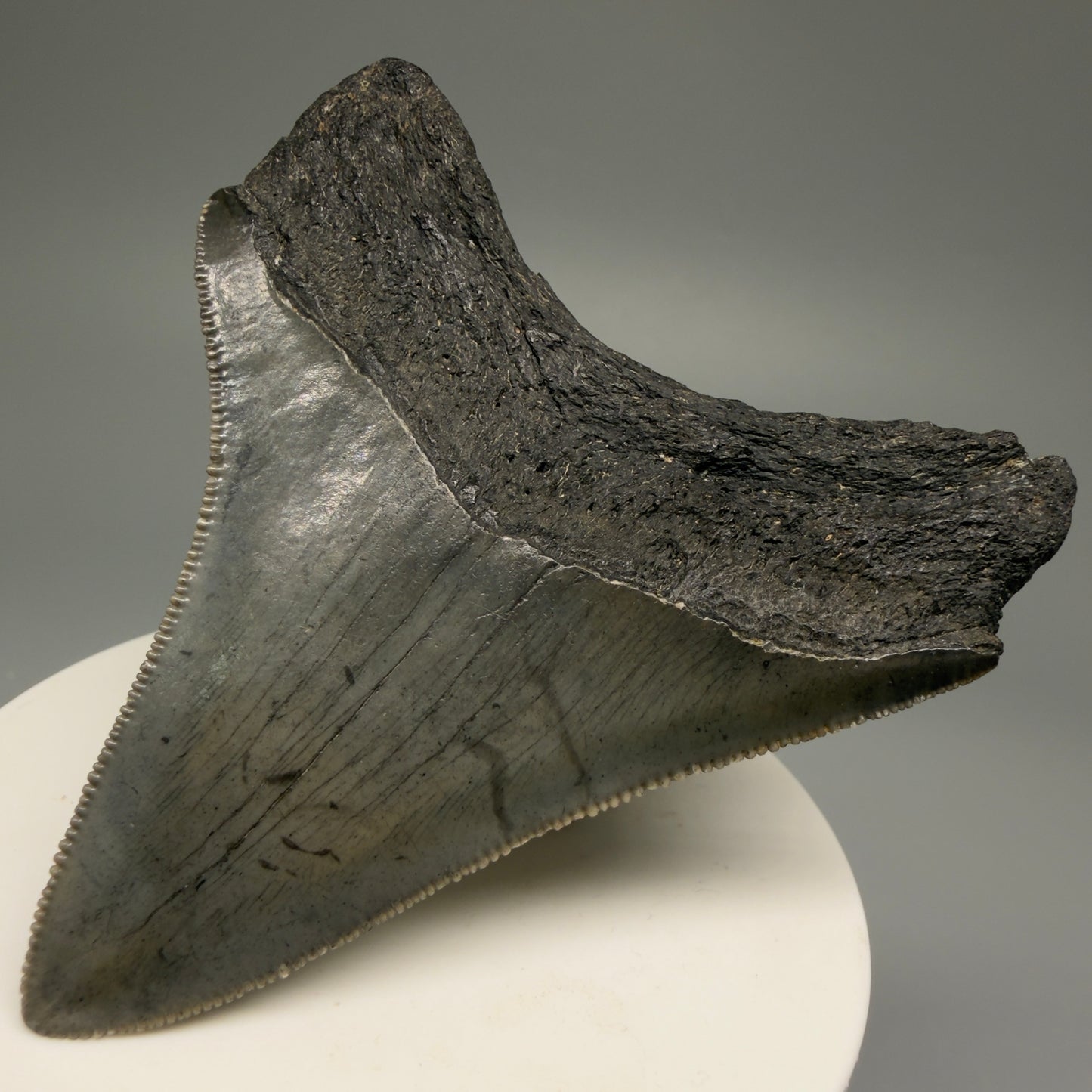 Back Right View 2.91" Lateral, serrated Fossil Megalodon Tooth – South Carolina River Find | Authentic Megalodon Tooth CM5504