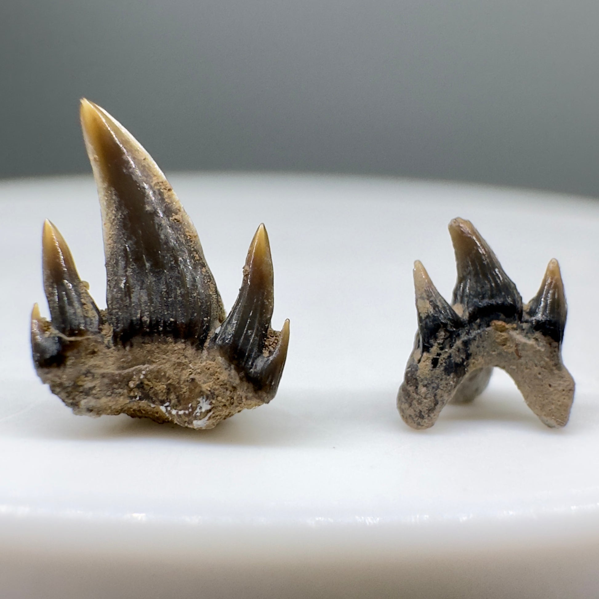 Pair of Fossil Extinct Mackerel Shark teeth from Tarrant Co., TX R552 - Back