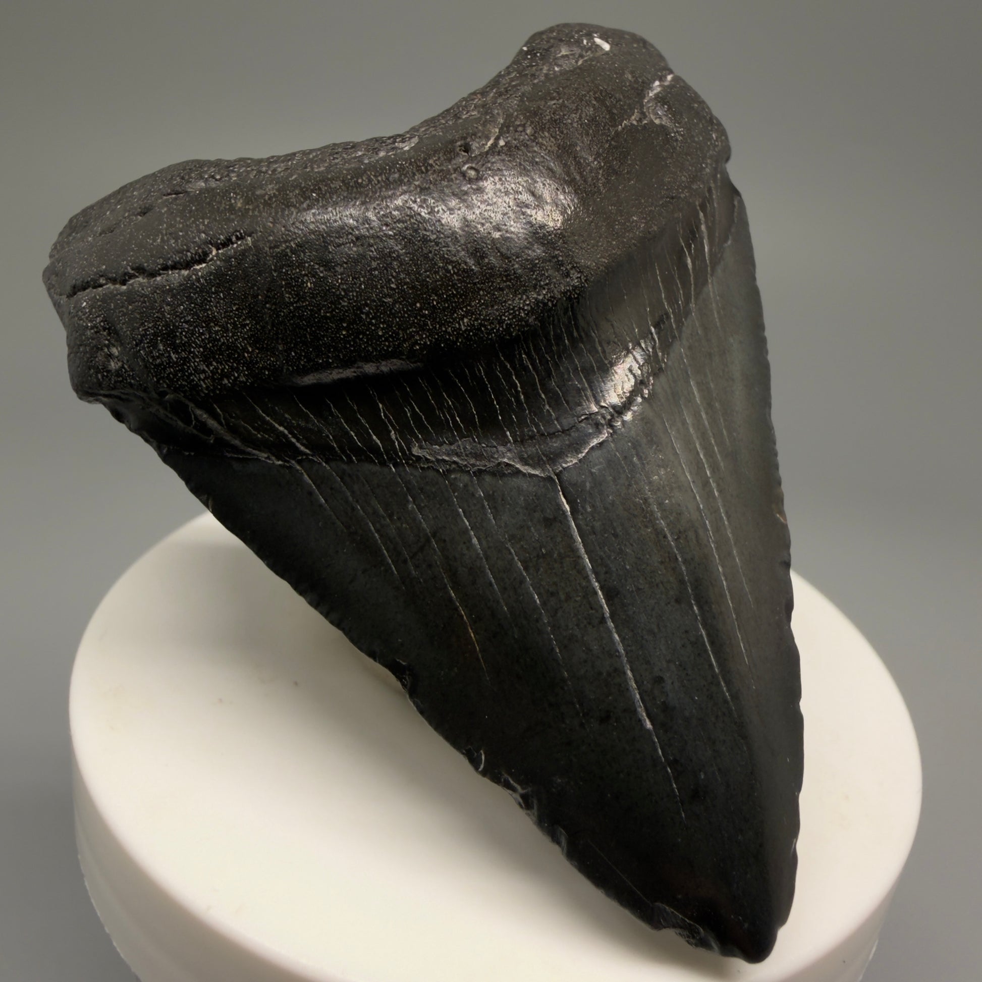 Front Left View 2.85" Dark Colors Fossil Megalodon Tooth – South Carolina River Find | Authentic Megalodon Tooth CM5500