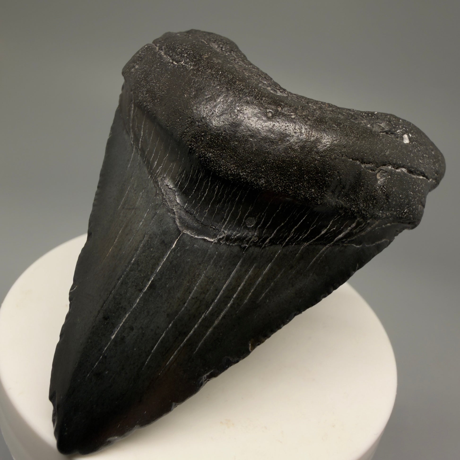 Front Right View 2.85" Dark Colors Fossil Megalodon Tooth – South Carolina River Find | Authentic Megalodon Tooth CM5500