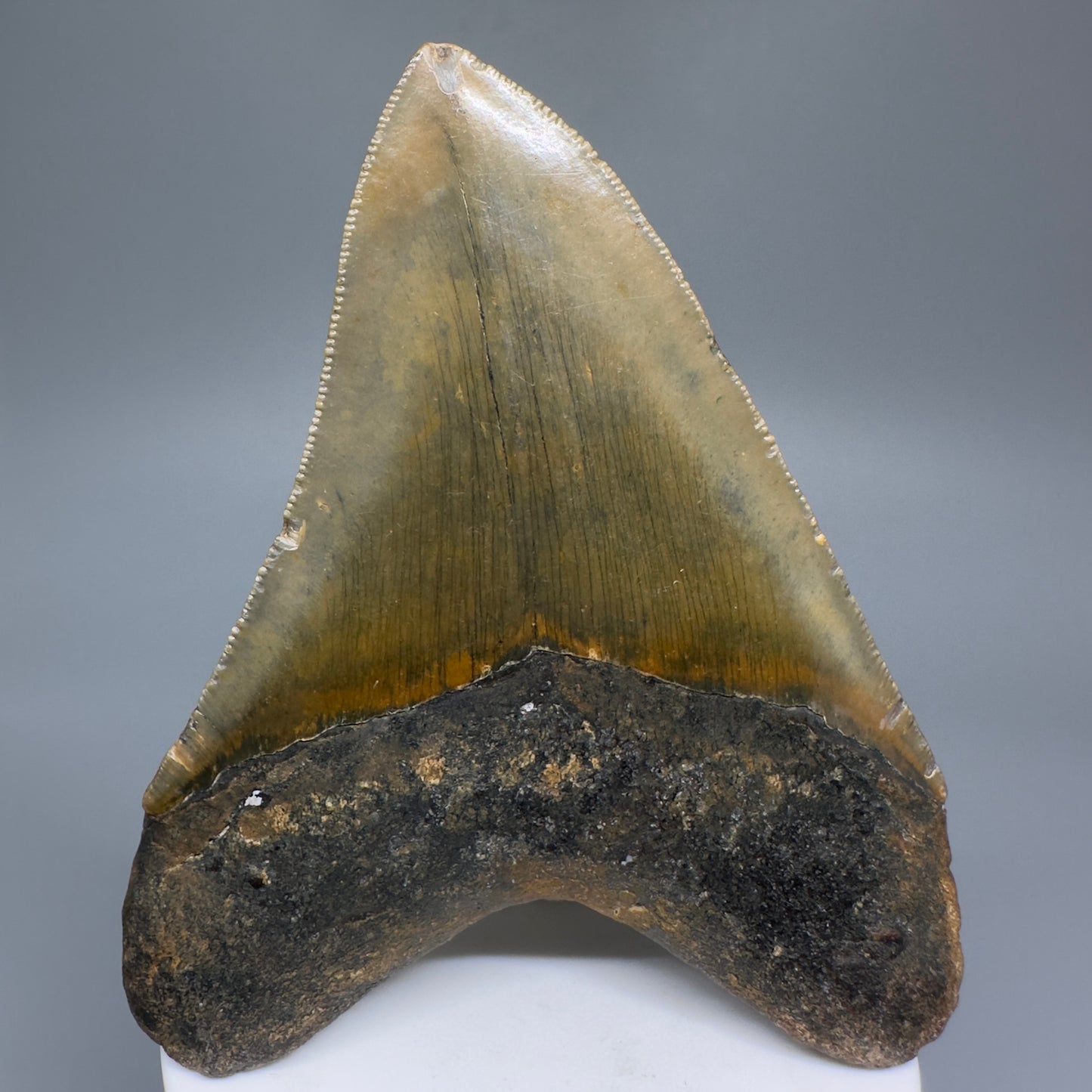 Beautiful Prints Serrated 3.94" Real Megalodon Tooth from North Carolina