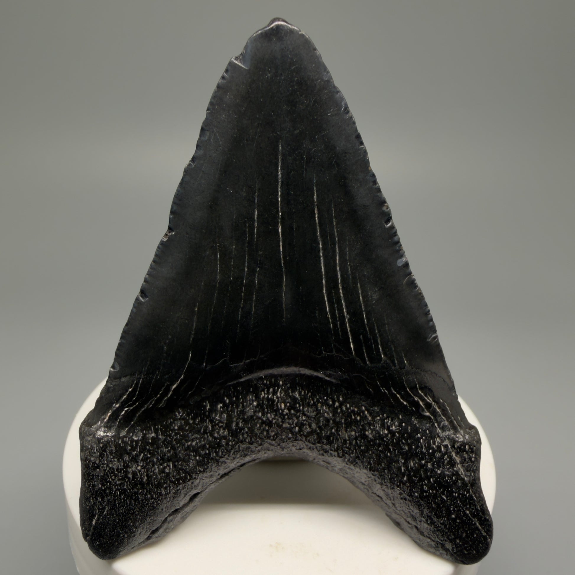 Back View 2.85" Dark Colors Fossil Megalodon Tooth – South Carolina River Find | Authentic Megalodon Tooth CM5500