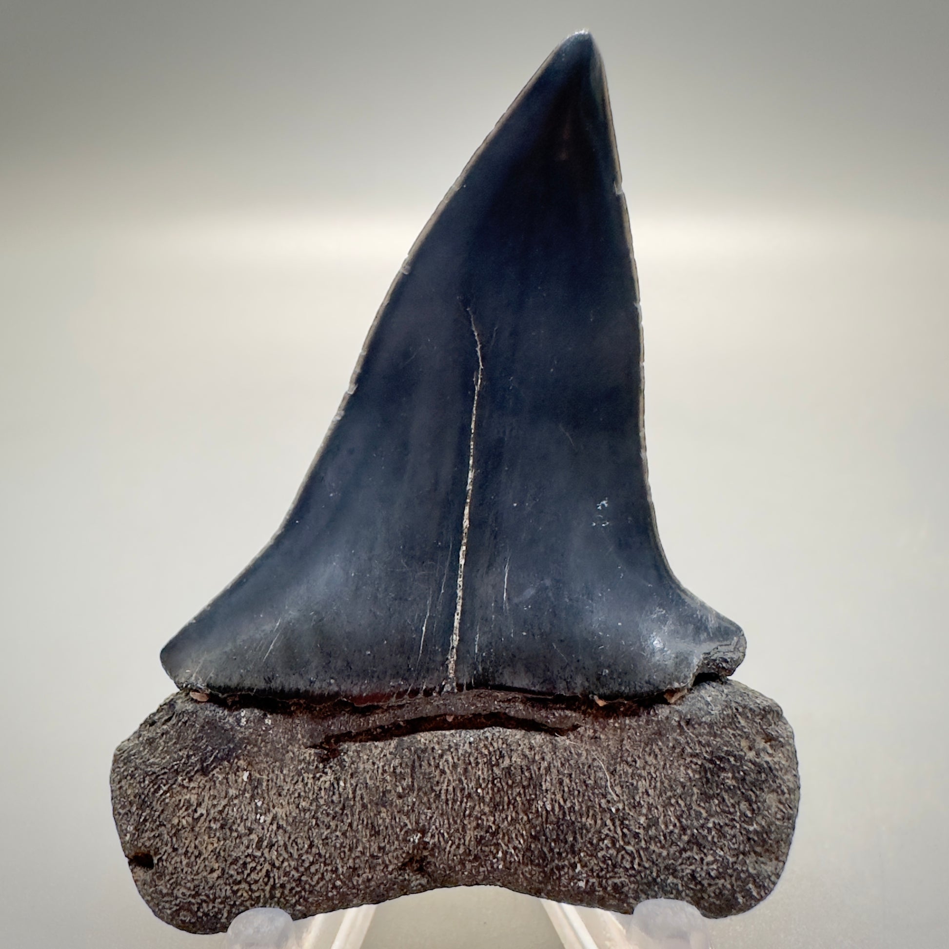 Dark colors 2.50 inches Extinct Mako - isurus hastalis shark tooth from southeast, USA M515 back