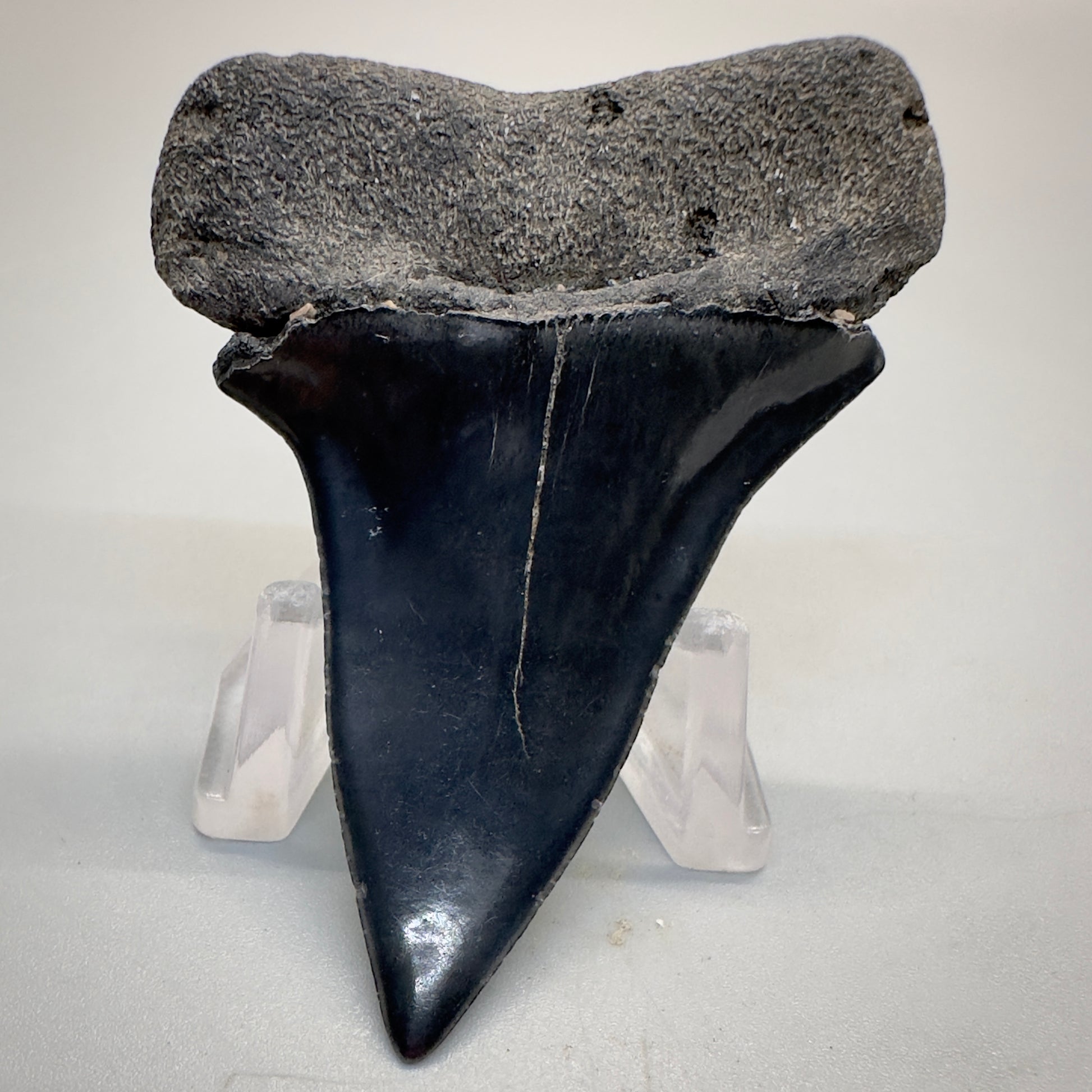 Dark colors 2.50 inches Extinct Mako - isurus hastalis shark tooth from southeast, USA M515 back down