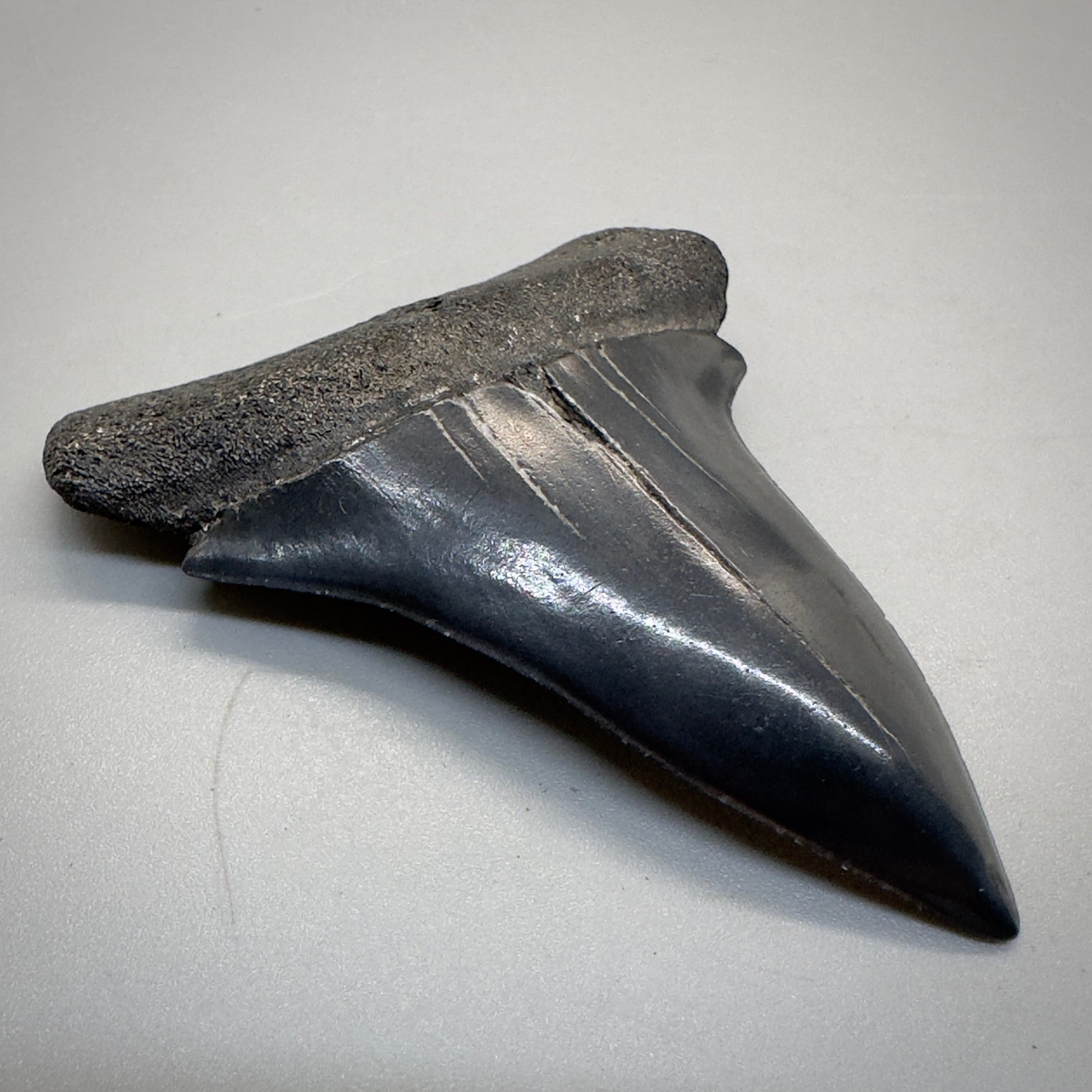 Dark colors 2.50 inches Extinct Mako - isurus hastalis shark tooth from southeast, USA M515 front left