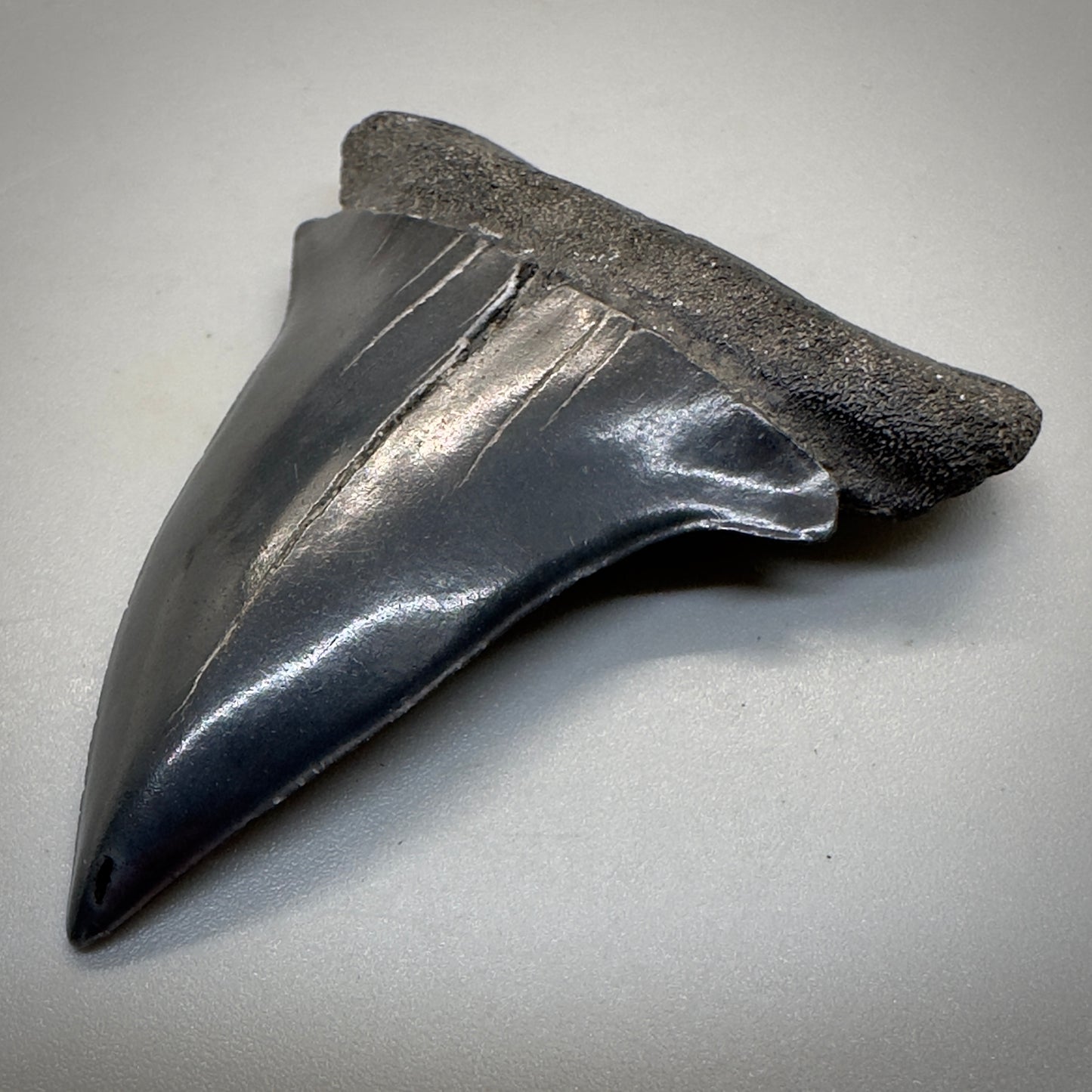 Dark colors 2.50 inches Extinct Mako - isurus hastalis shark tooth from southeast, USA M515 front right