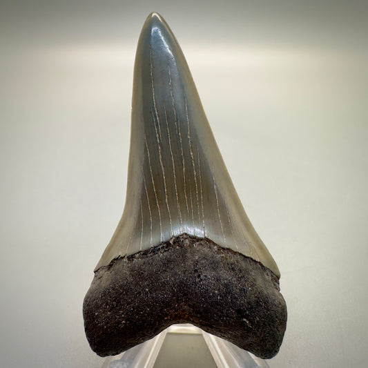 Large 2.93 inches Extinct Mako - isurus hastalis shark tooth from southeast, USA M516 front
