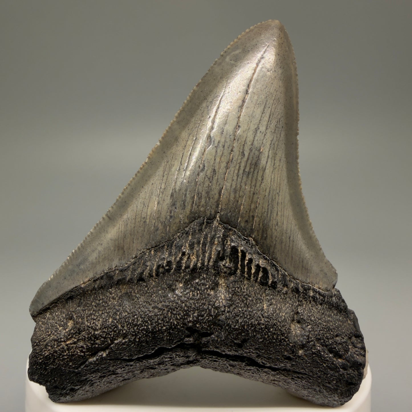 Front View 2.75" Serrated Fossil Megalodon Tooth – South Carolina River Find | Authentic Megalodon Tooth CM5498