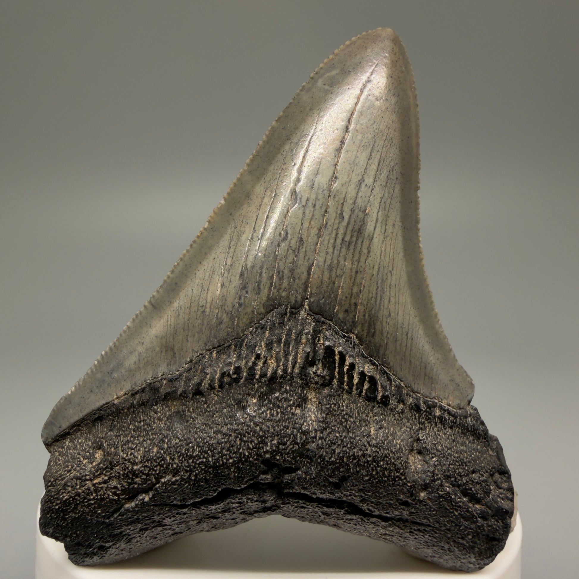 Front View 2.75" Serrated Fossil Megalodon Tooth – South Carolina River Find | Authentic Megalodon Tooth CM5498