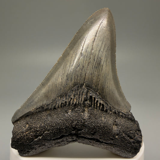 Front View 2.75" Serrated Fossil Megalodon Tooth – South Carolina River Find | Authentic Megalodon Tooth CM5498