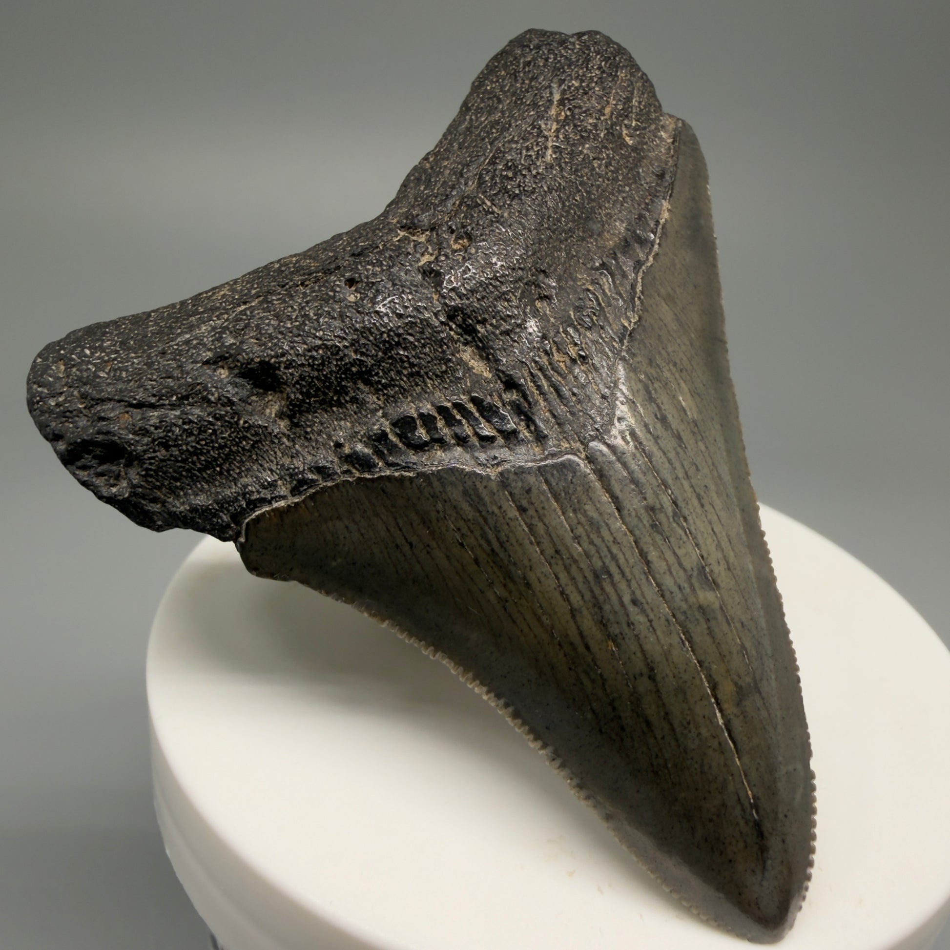 Front Left View 2.75" Serrated Fossil Megalodon Tooth – South Carolina River Find | Authentic Megalodon Tooth CM5498