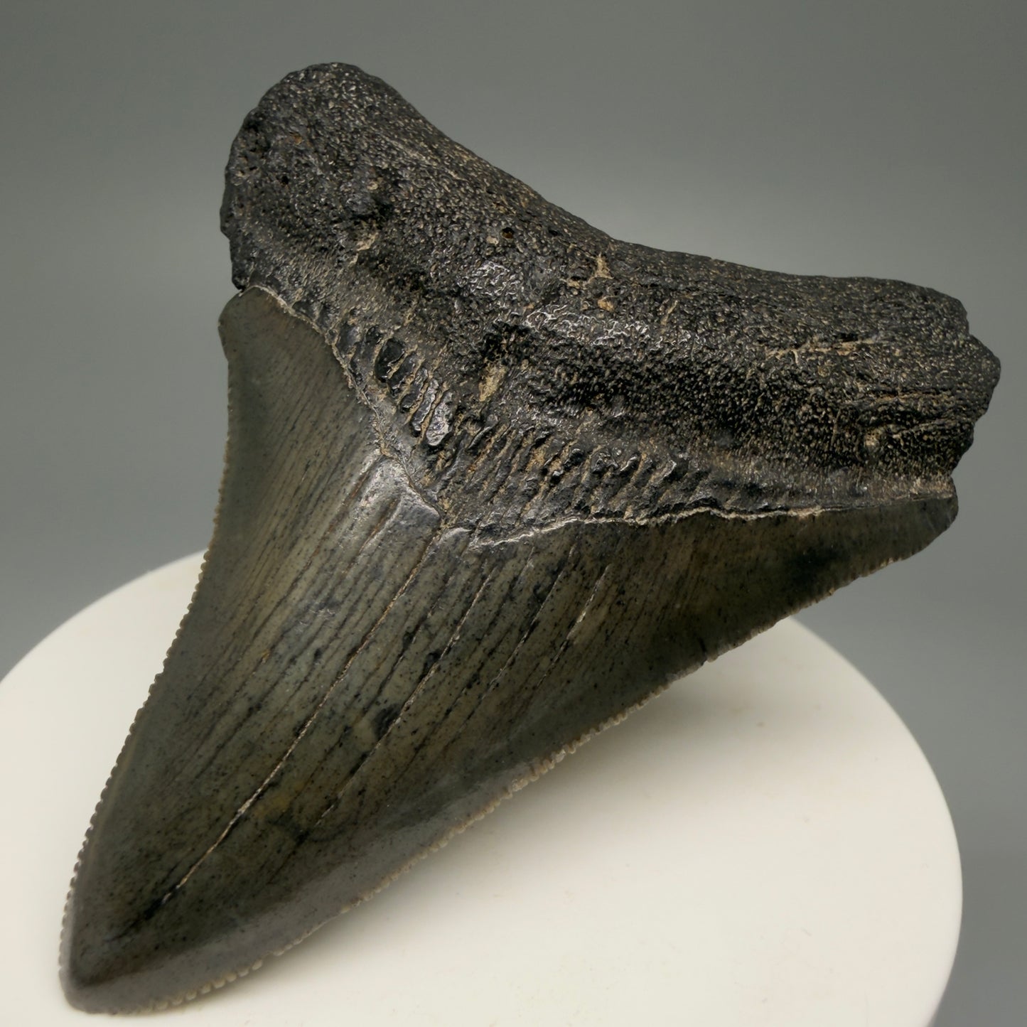 Front Right View 2.75" Serrated Fossil Megalodon Tooth – South Carolina River Find | Authentic Megalodon Tooth CM5498