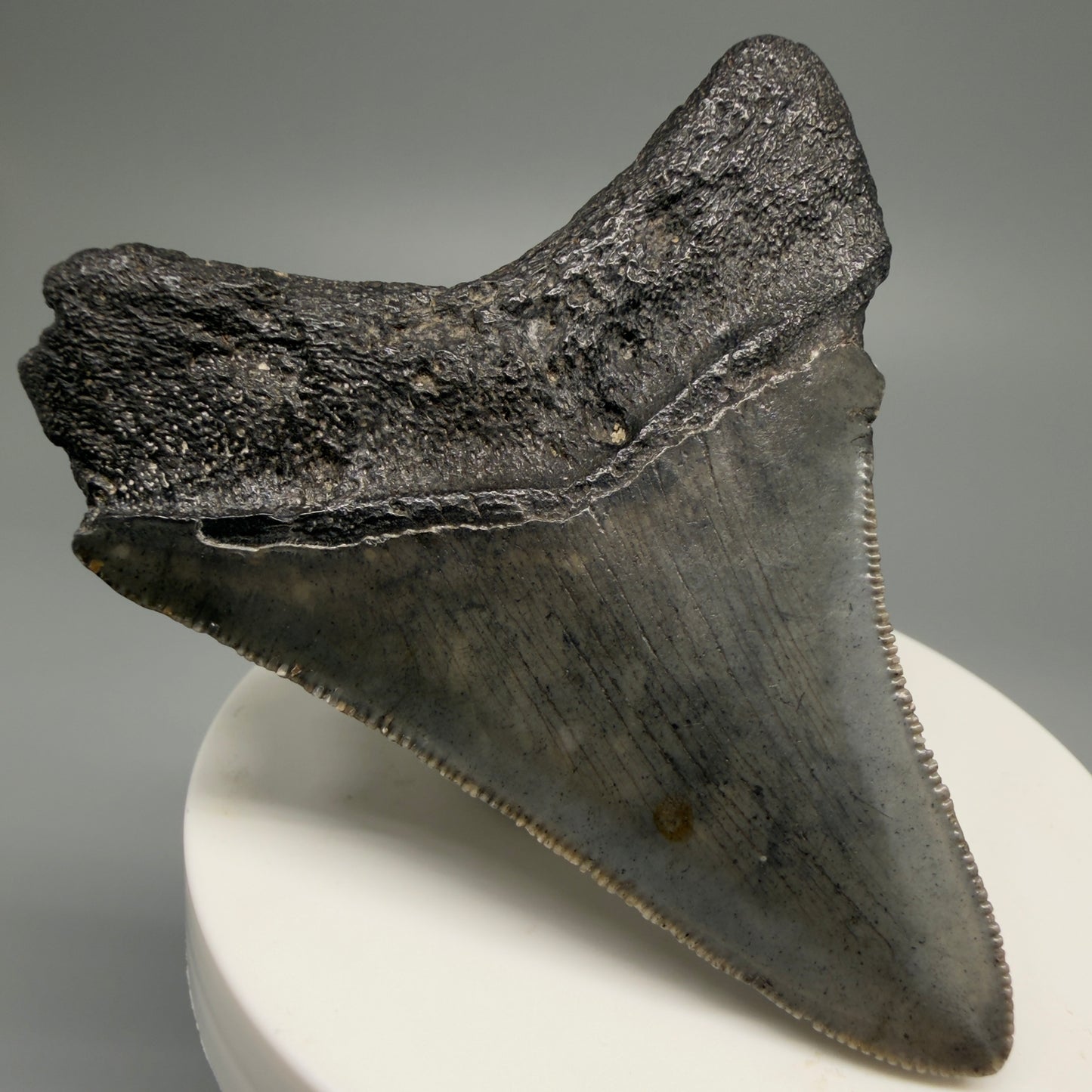 Back Left View 2.75" Serrated Fossil Megalodon Tooth – South Carolina River Find | Authentic Megalodon Tooth CM5498