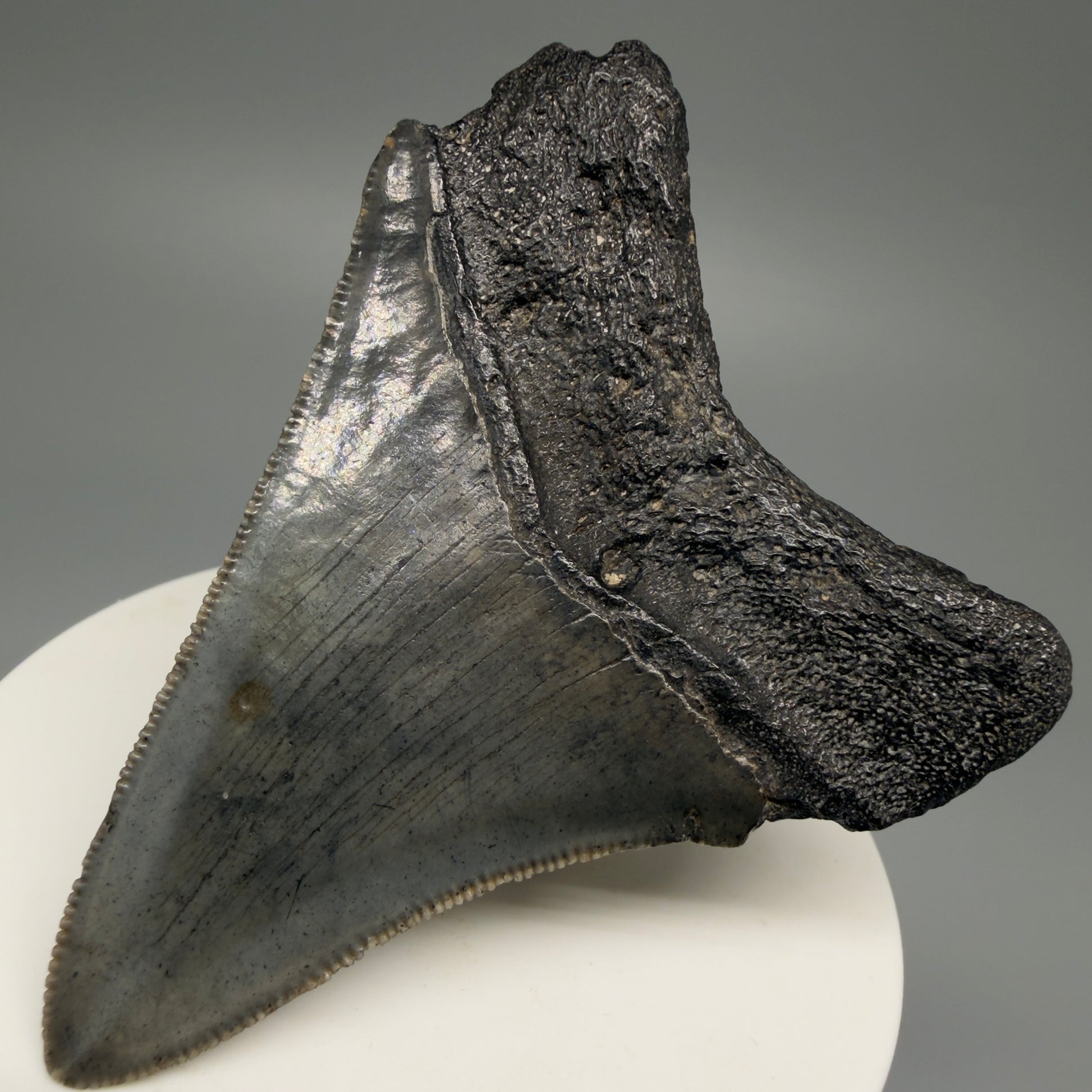 Back Right View 2.75" Serrated Fossil Megalodon Tooth – South Carolina River Find | Authentic Megalodon Tooth CM5498