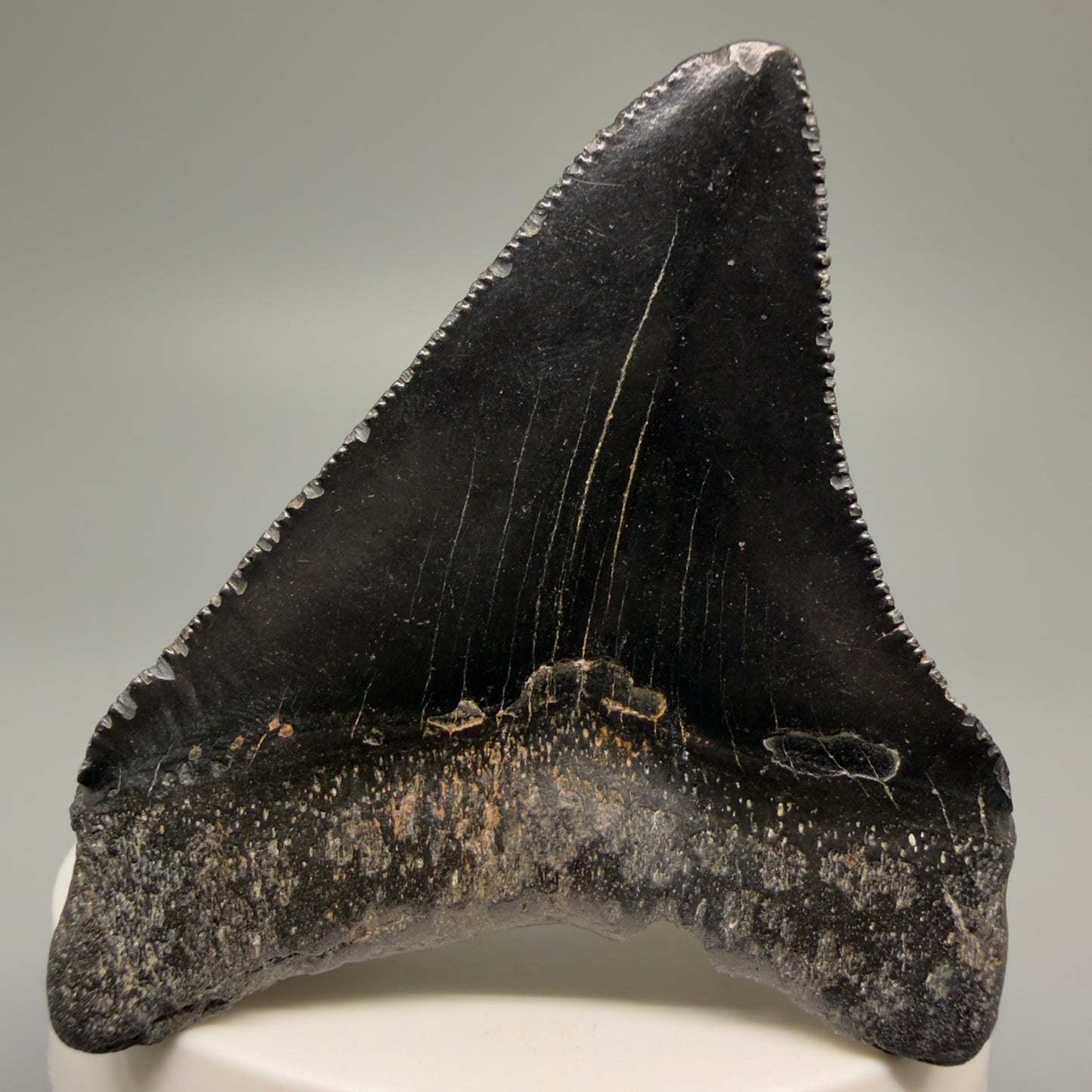 Back View 2.57" Dark Colors Fossil Megalodon Tooth – South Carolina River Find | Authentic Megalodon Tooth CM5496