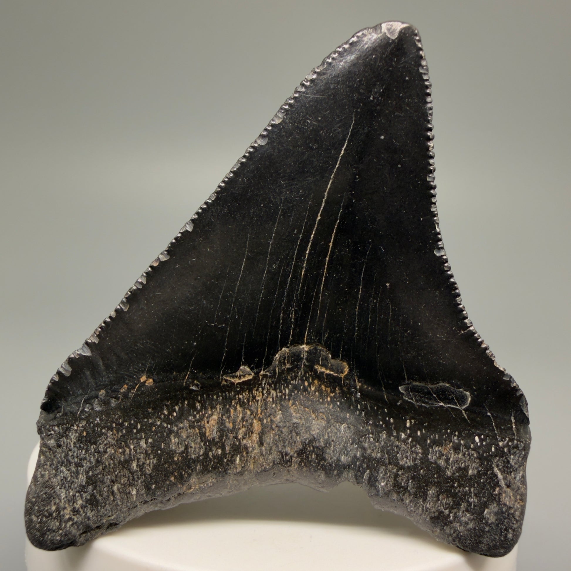 Back View 2.57" Dark Colors Fossil Megalodon Tooth – South Carolina River Find | Authentic Megalodon Tooth CM5496