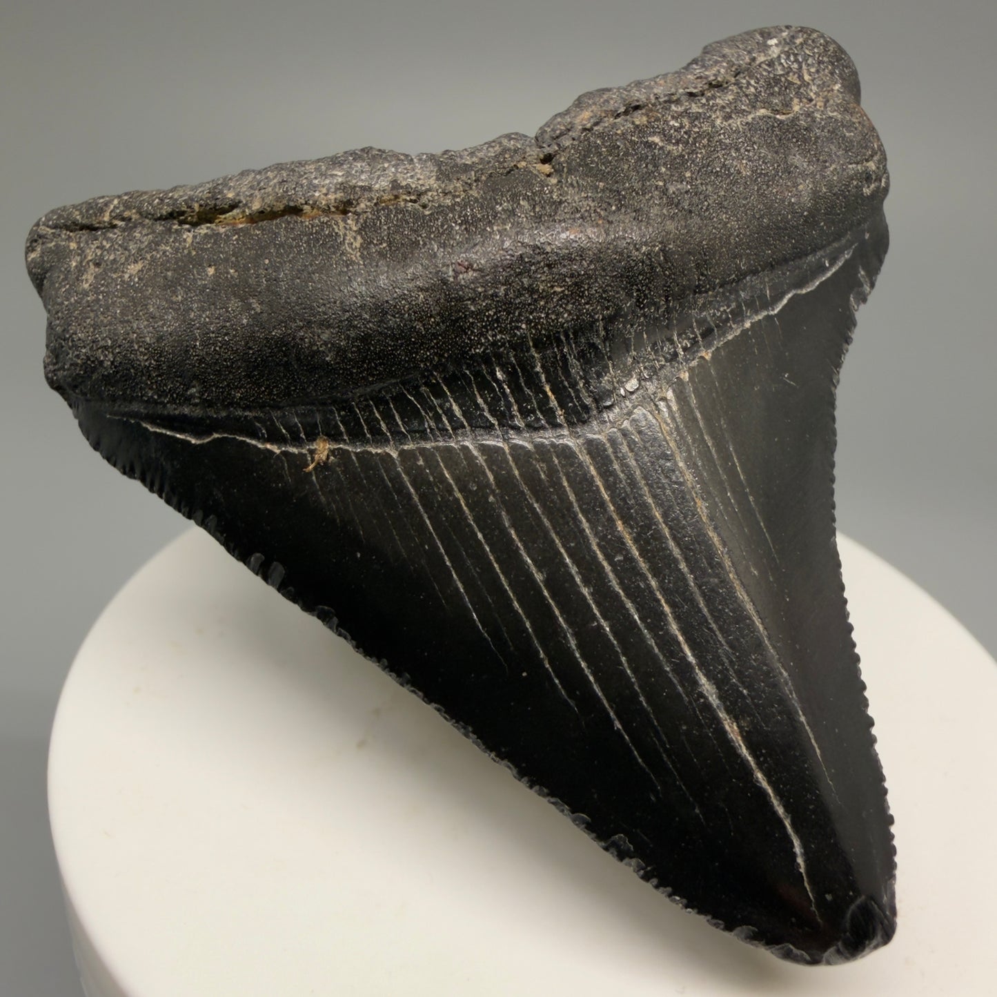 Front Left View 2.57" Dark Colors Fossil Megalodon Tooth – South Carolina River Find | Authentic Megalodon Tooth CM5496