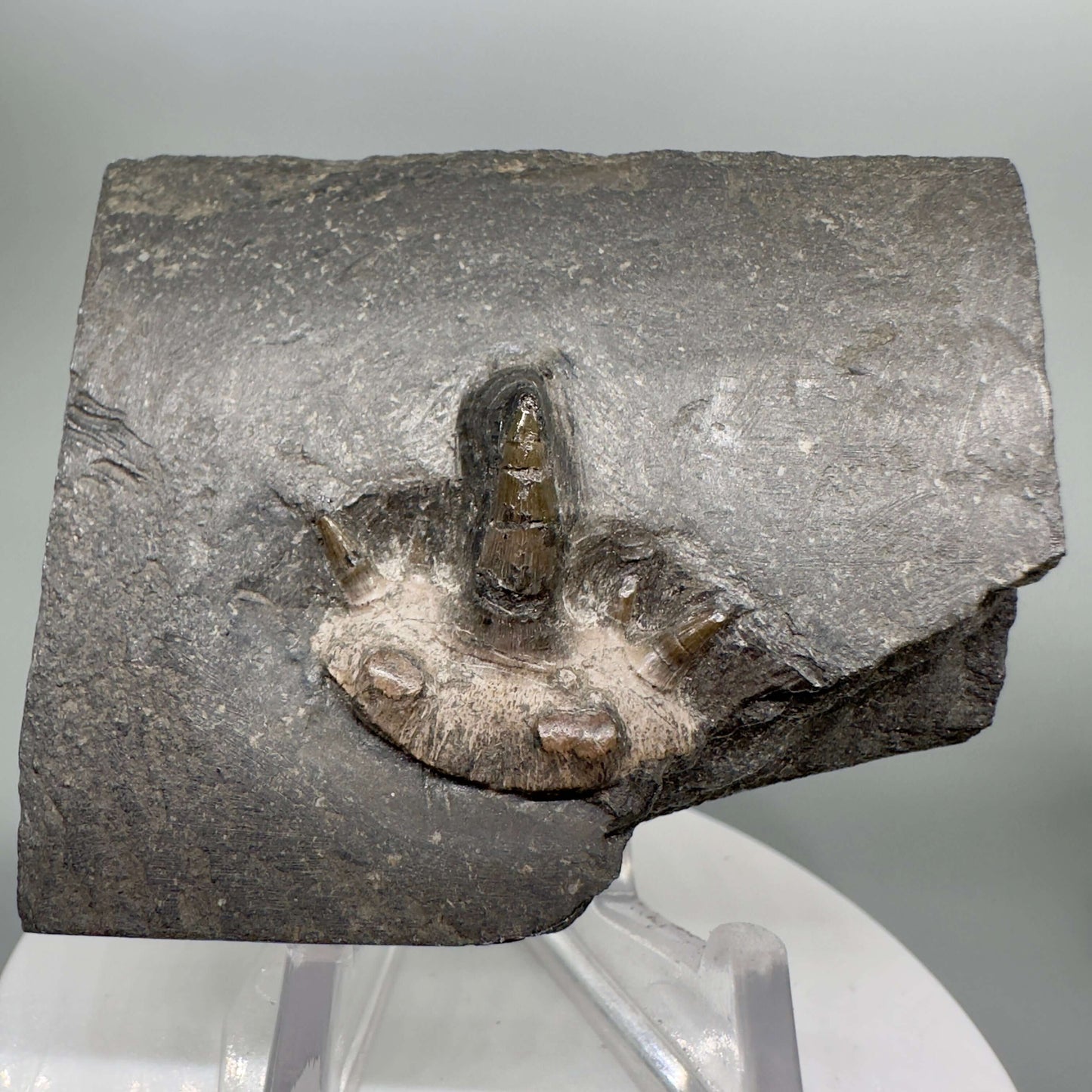 Very Rare 300 years old 0.83" in Matrix Fossil Cladodus sp. Shark Tooth - Nebraska R555 - Front