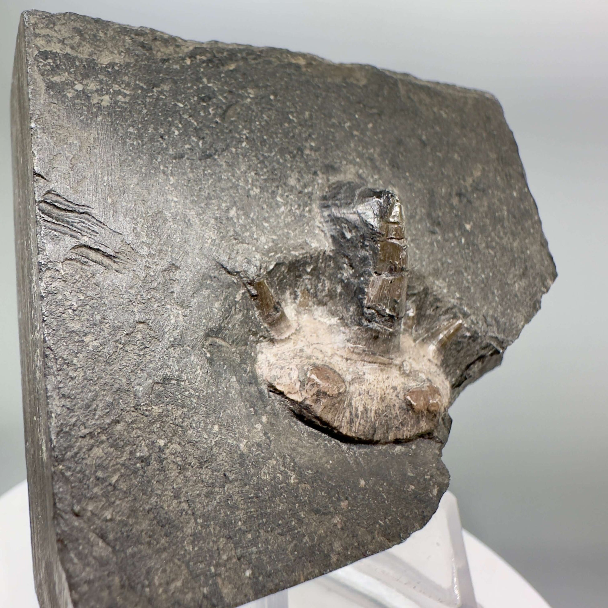 Very Rare 300 years old 0.83" in Matrix Fossil Cladodus sp. Shark Tooth - Nebraska R555 - Front right
